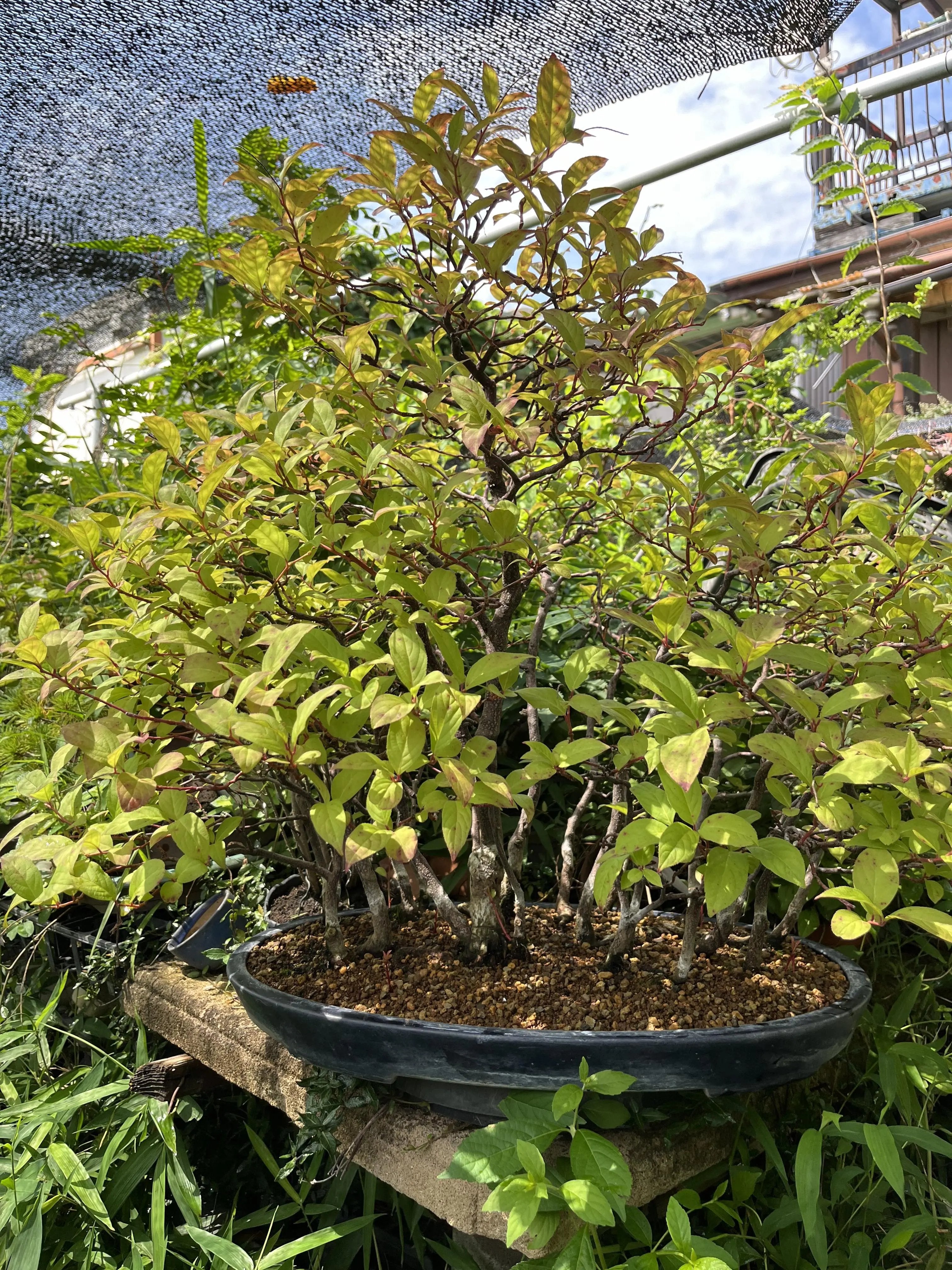 Itea japonica Canada Bonsai