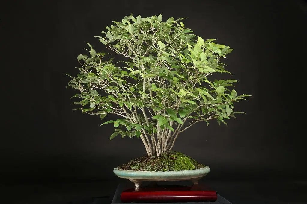 Lindera glauca Canada Bonsai