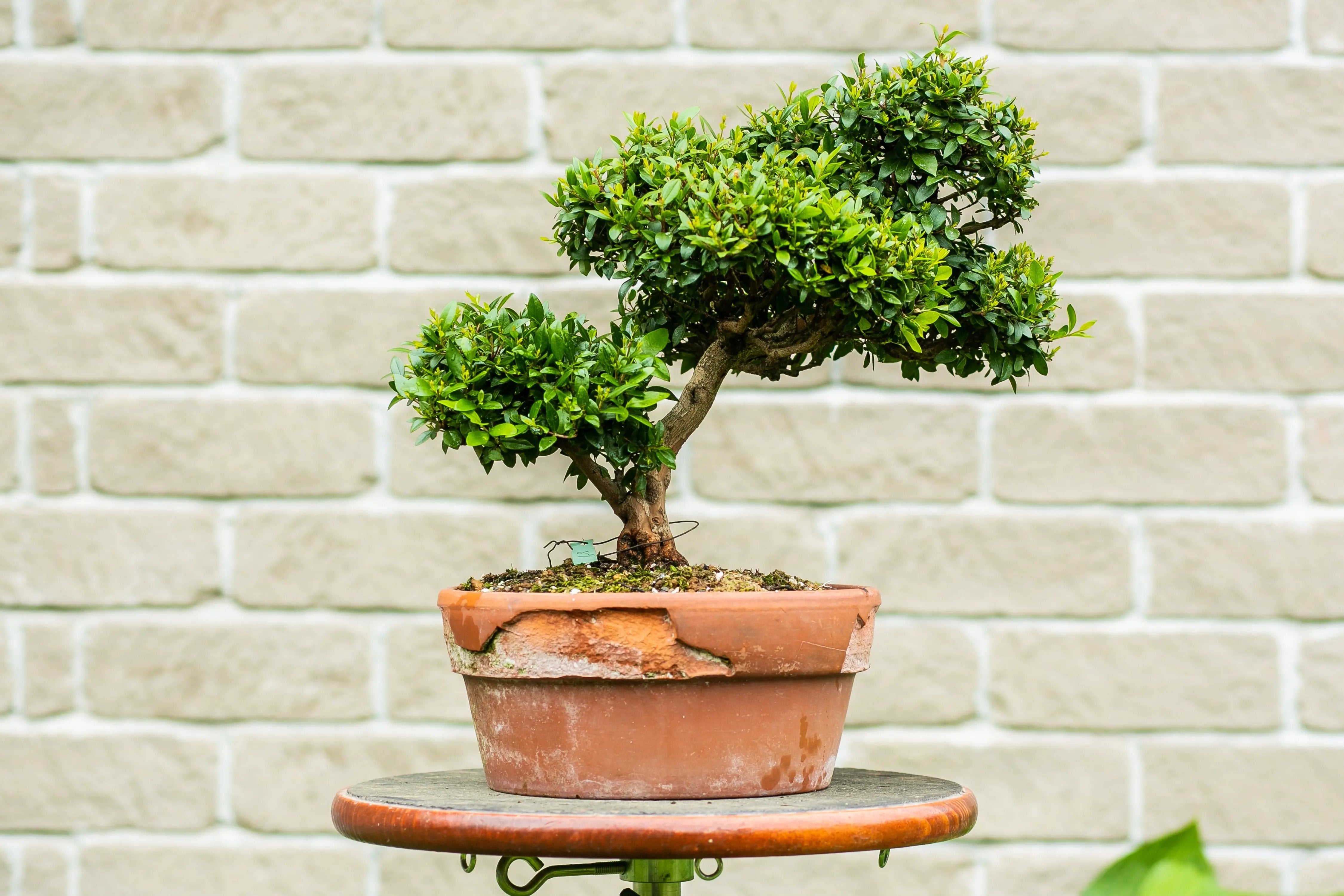 Myrtus communis Canada Bonsai