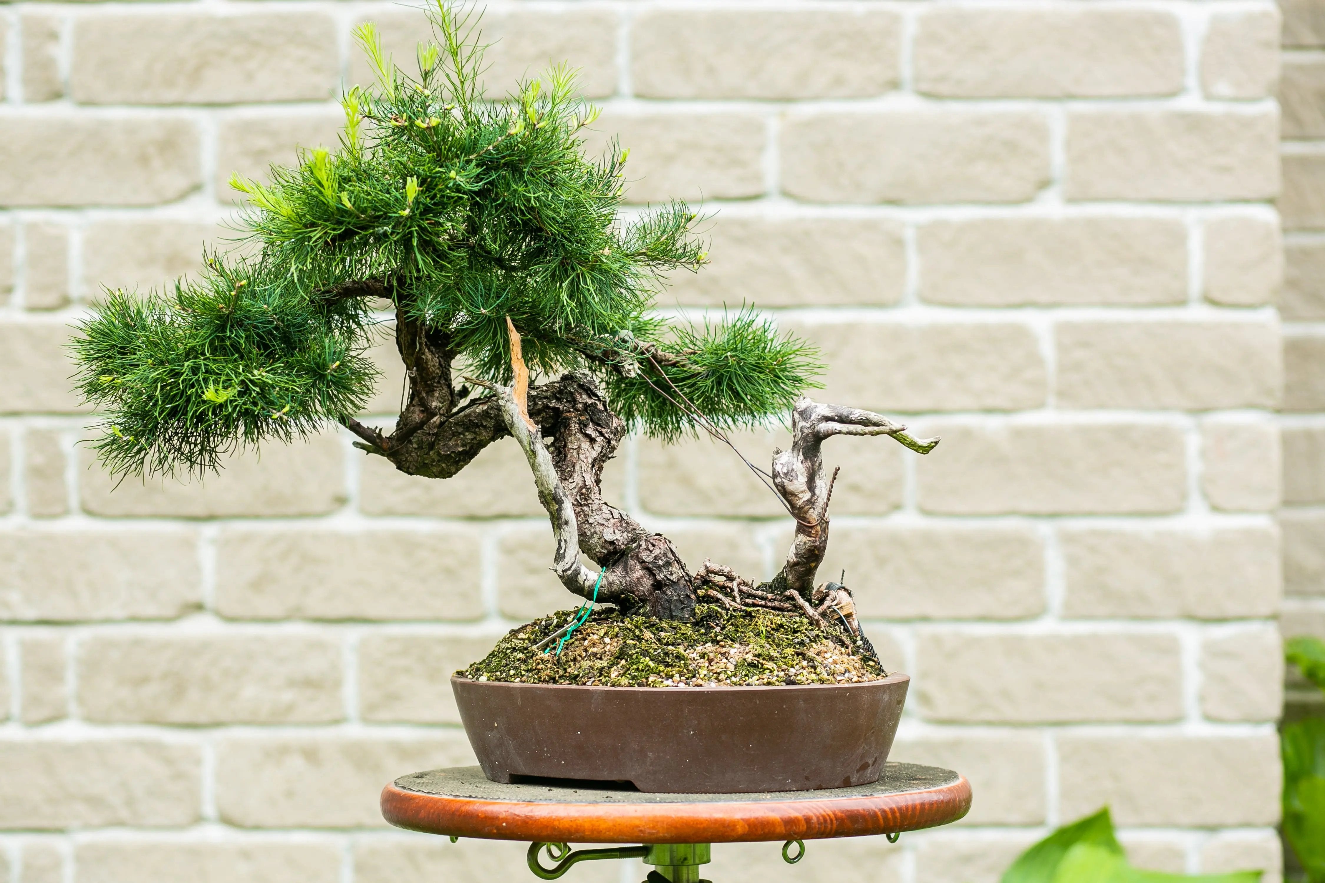 Larix laricina Canada Bonsai