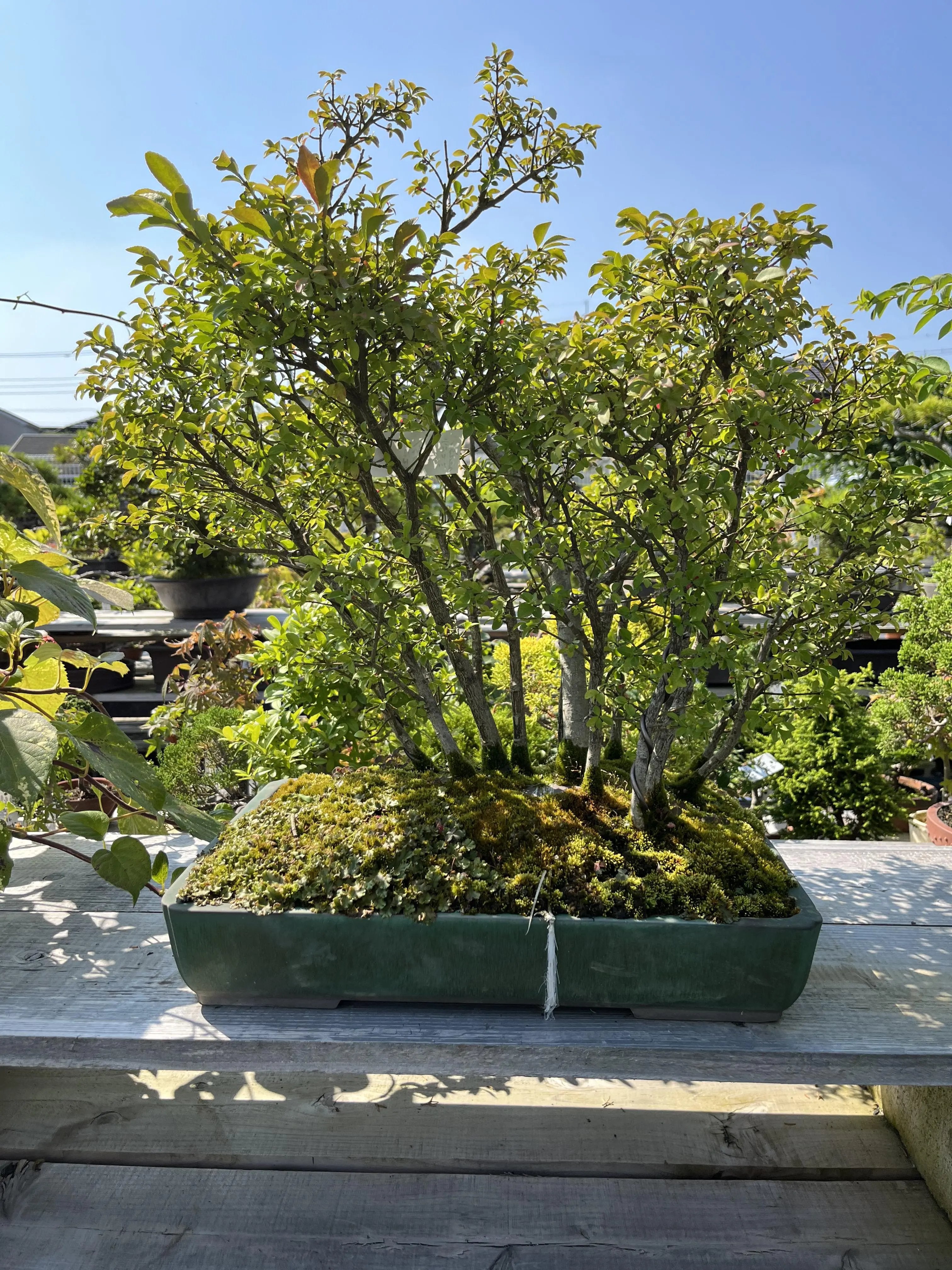 Euonymus Canada Bonsai