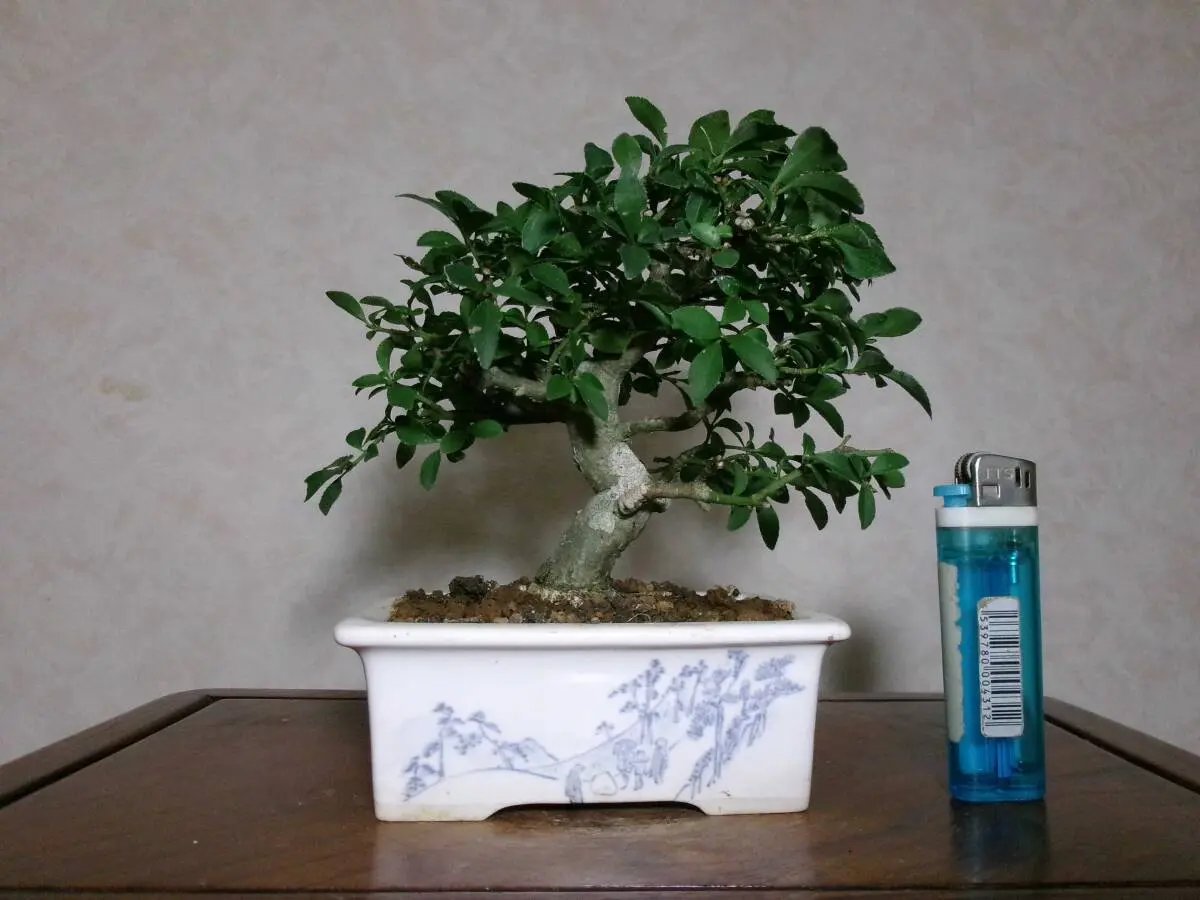 Euonymus Canada Bonsai
