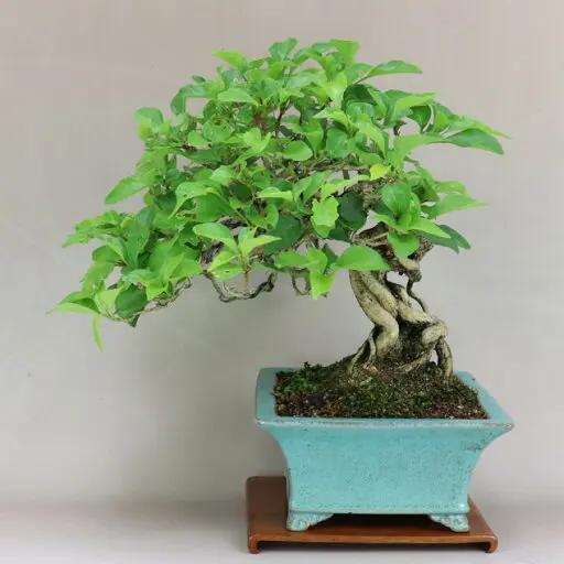 Premna japonica Canada Bonsai