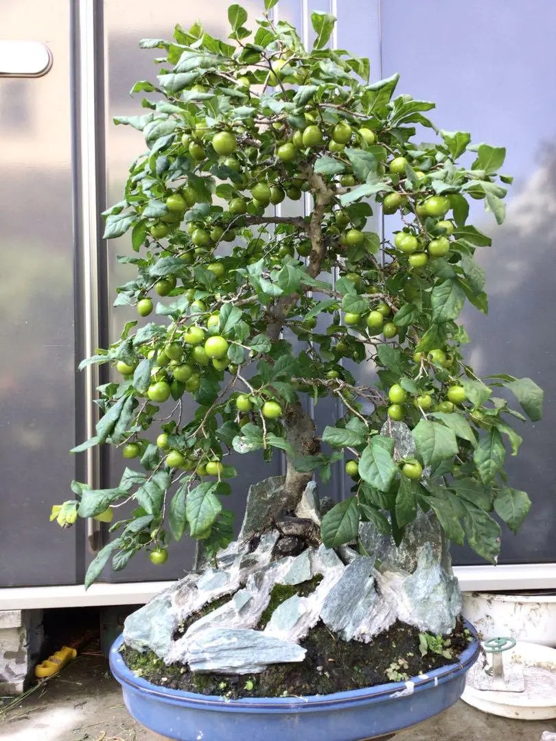 Diospyros rhombifolia Canada Bonsai