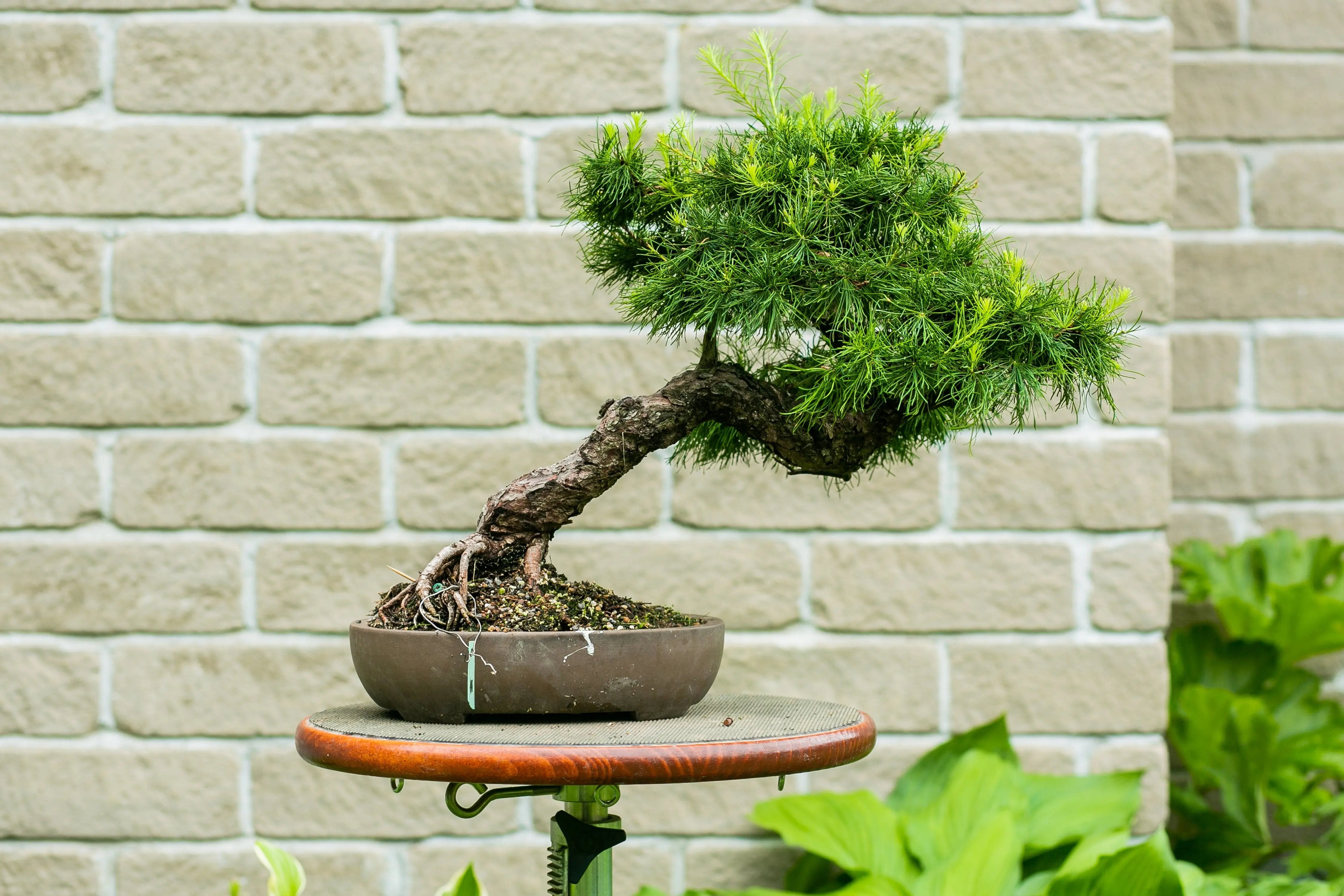 Larix laricina Canada Bonsai