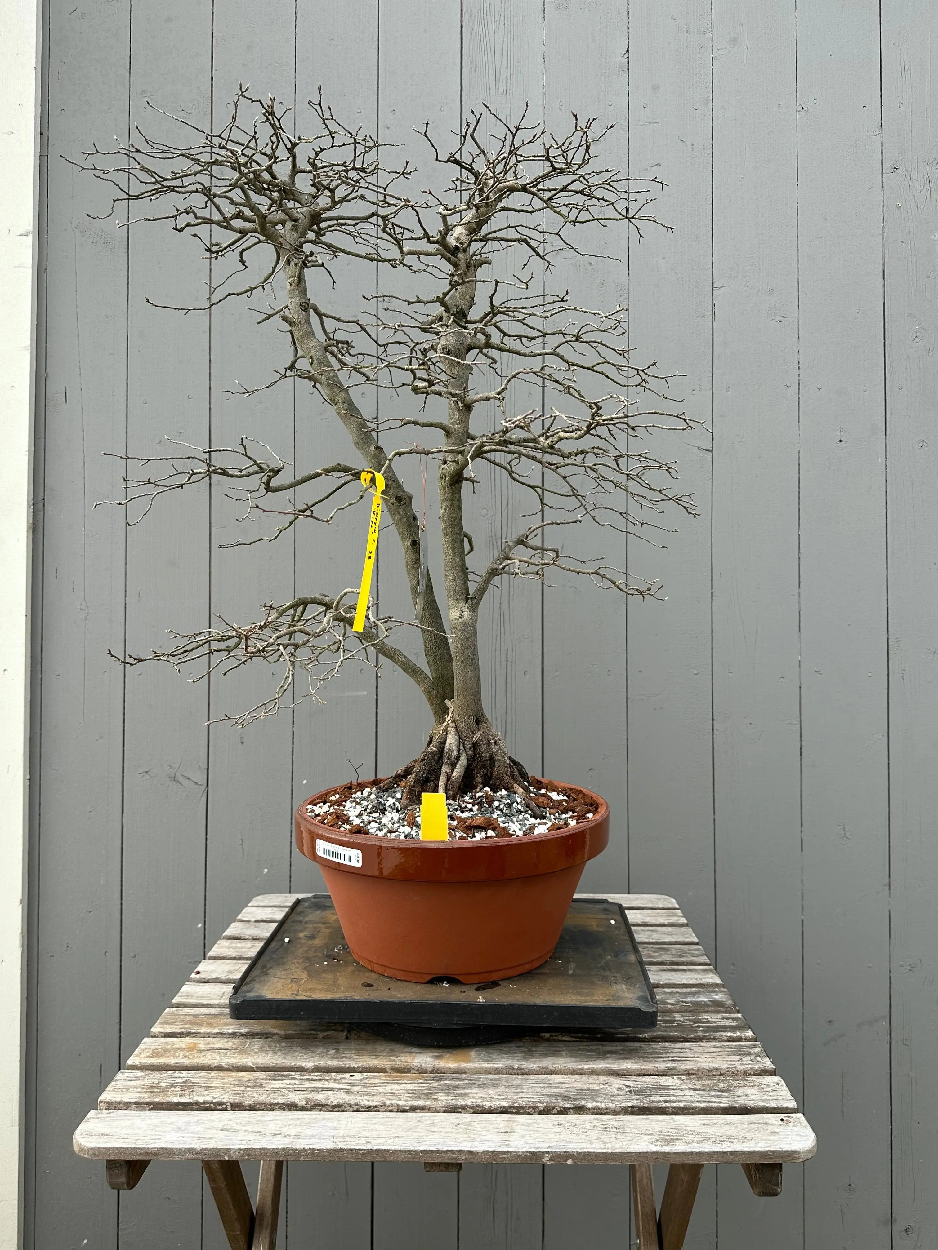 Diospyros rhombifolia #28 'Koyo' Canada Bonsai