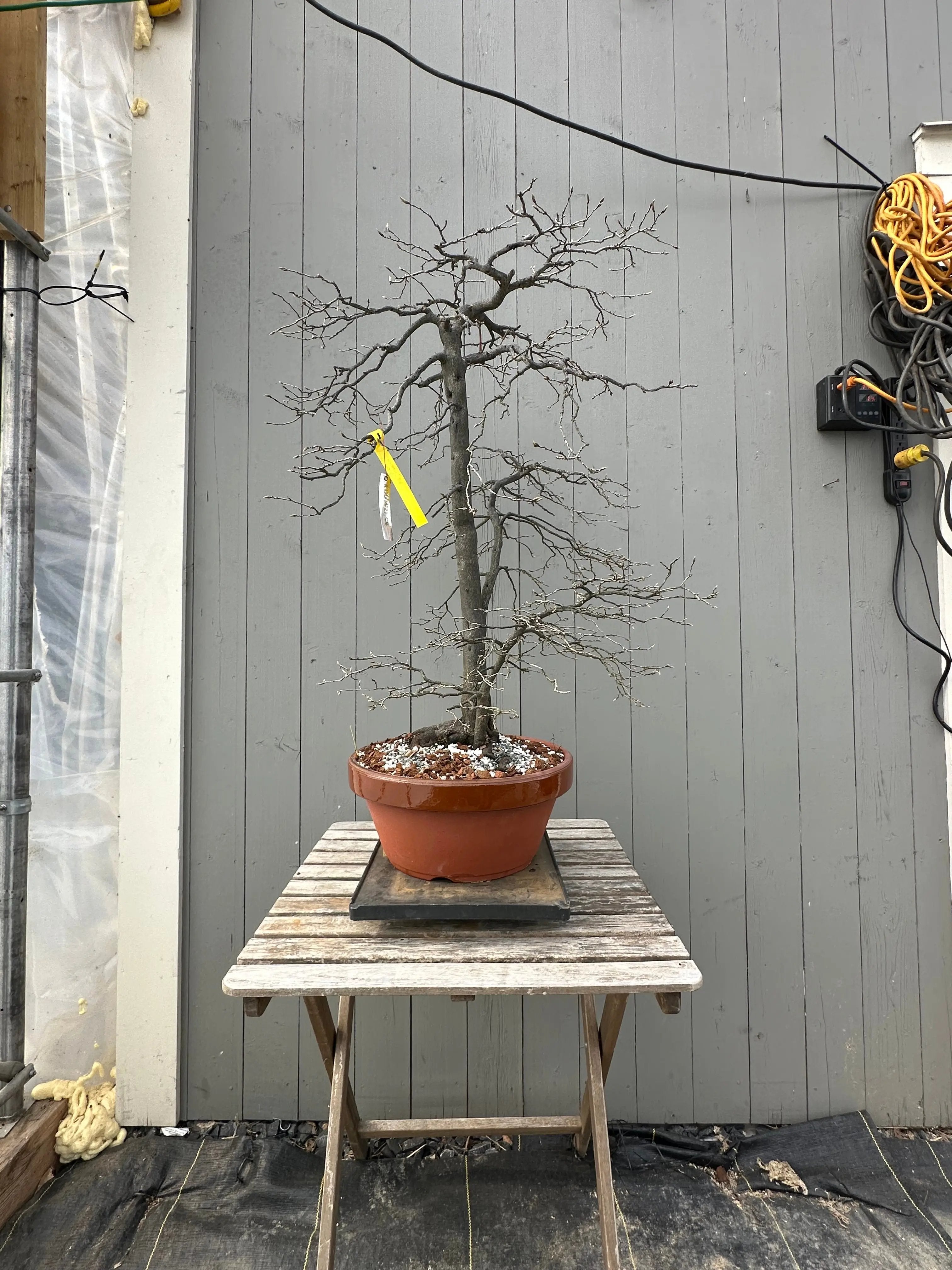 Diospyros rhombifolia #29 'Kimamori' Canada Bonsai