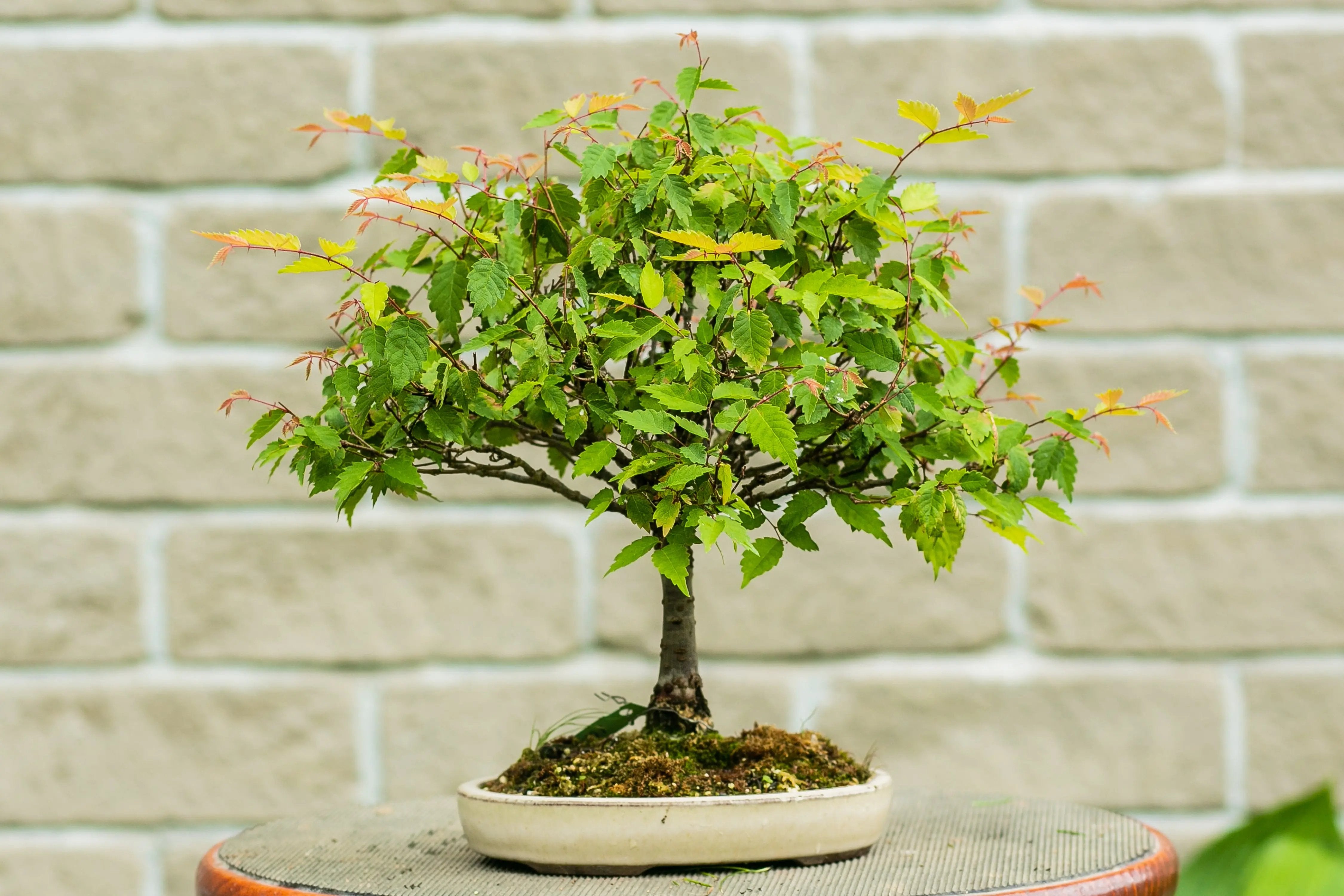 Zelkova serrata Canada Bonsai