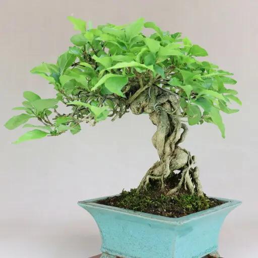 Premna japonica Canada Bonsai