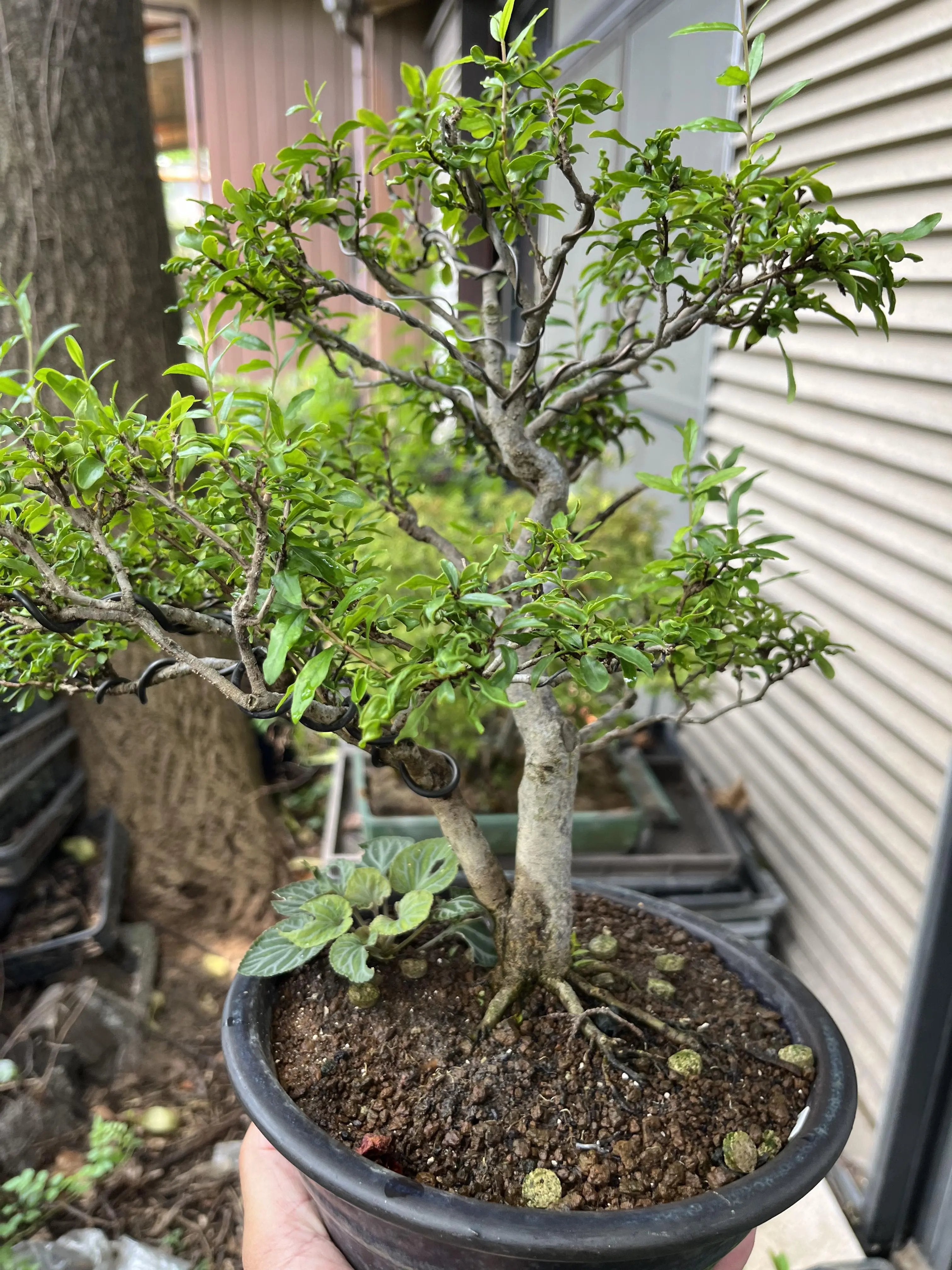 Euonymus Canada Bonsai