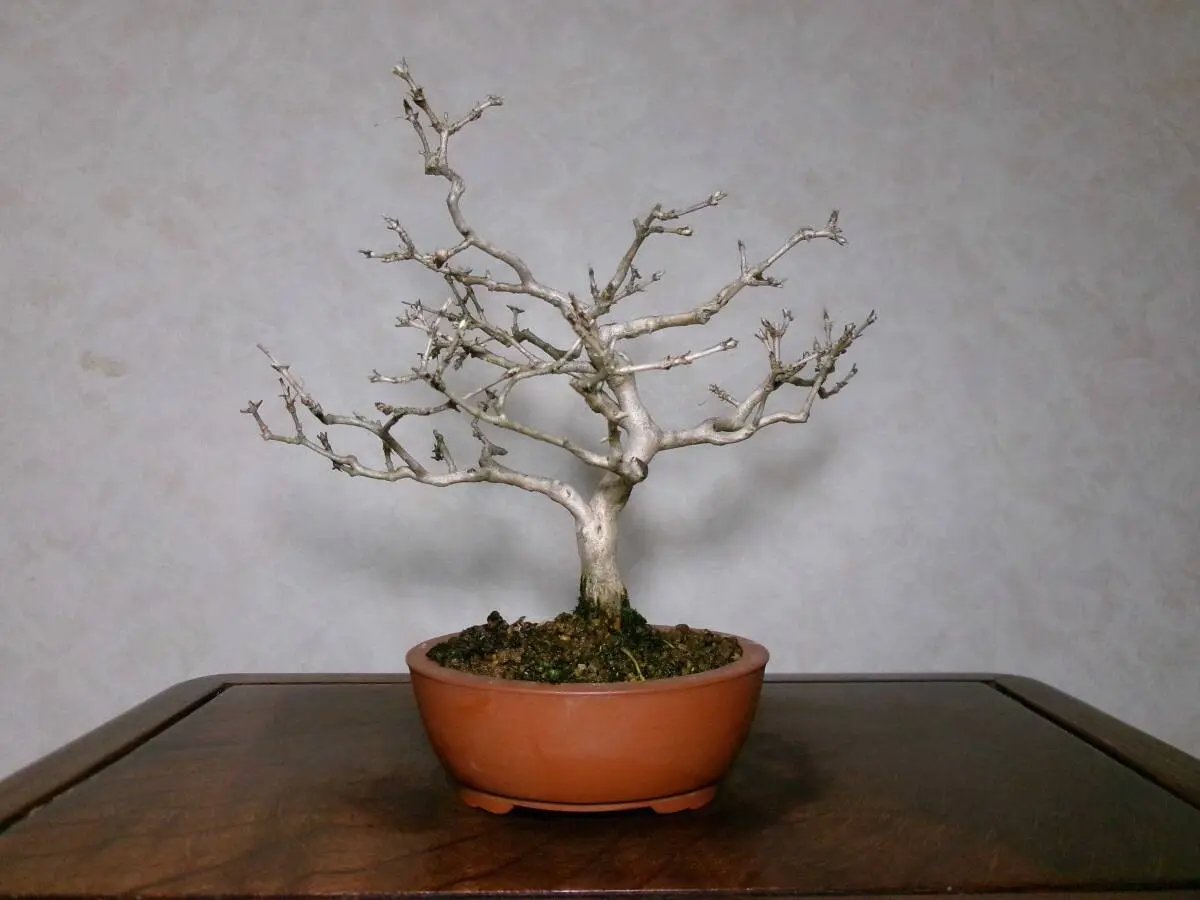 Lonicera gracilipes Canada Bonsai