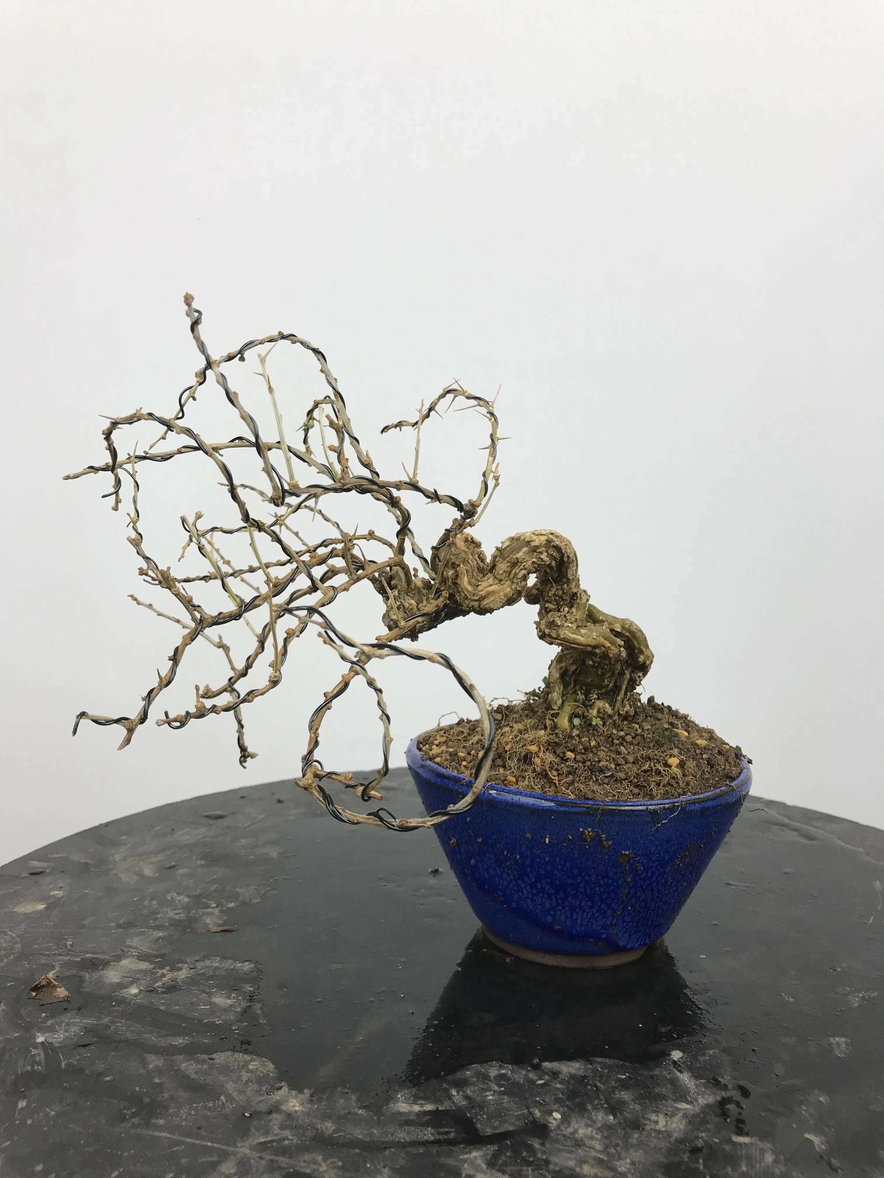 Lycium #4 Canada Bonsai