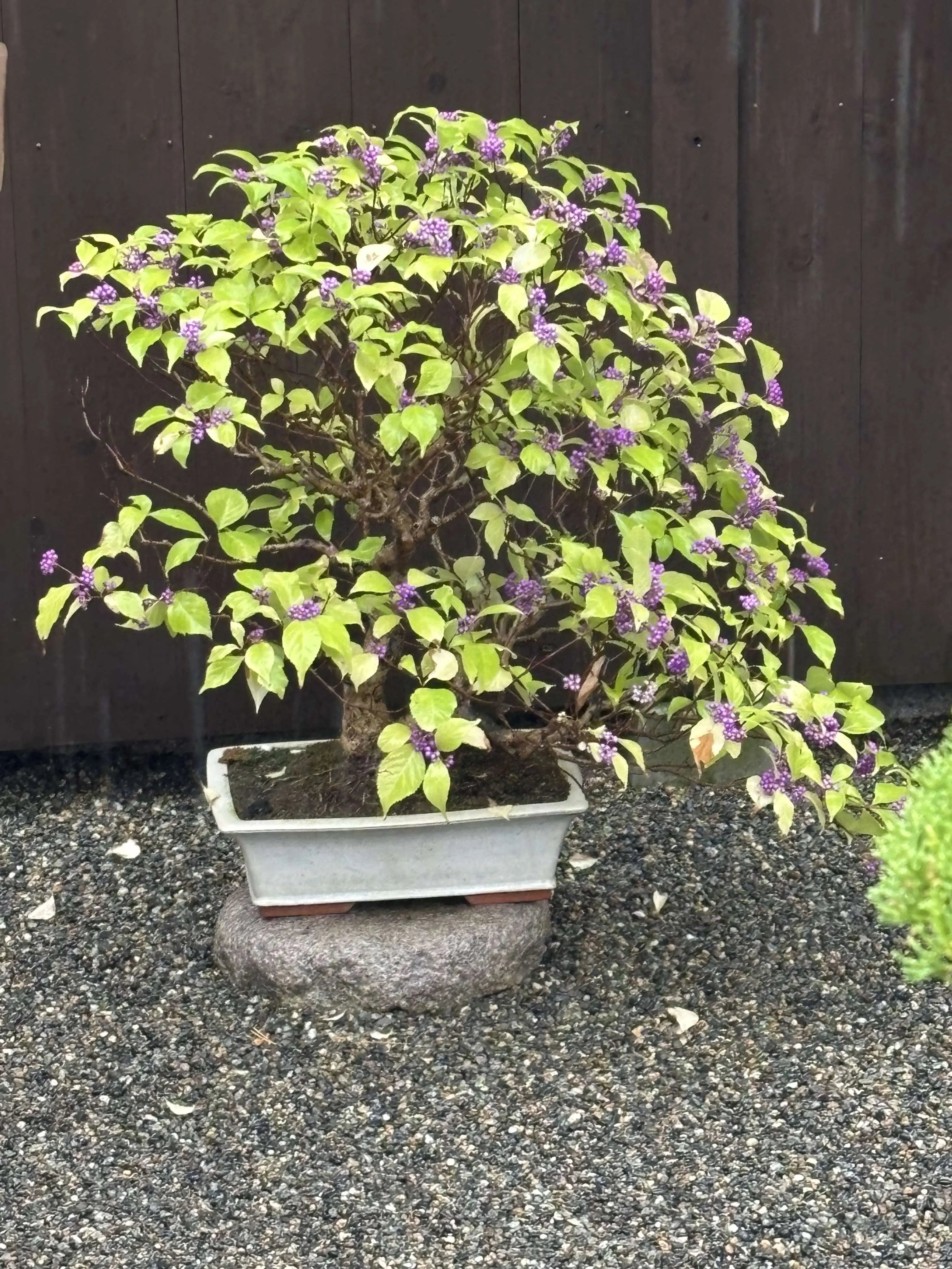 Callicarpa japonica Canada Bonsai