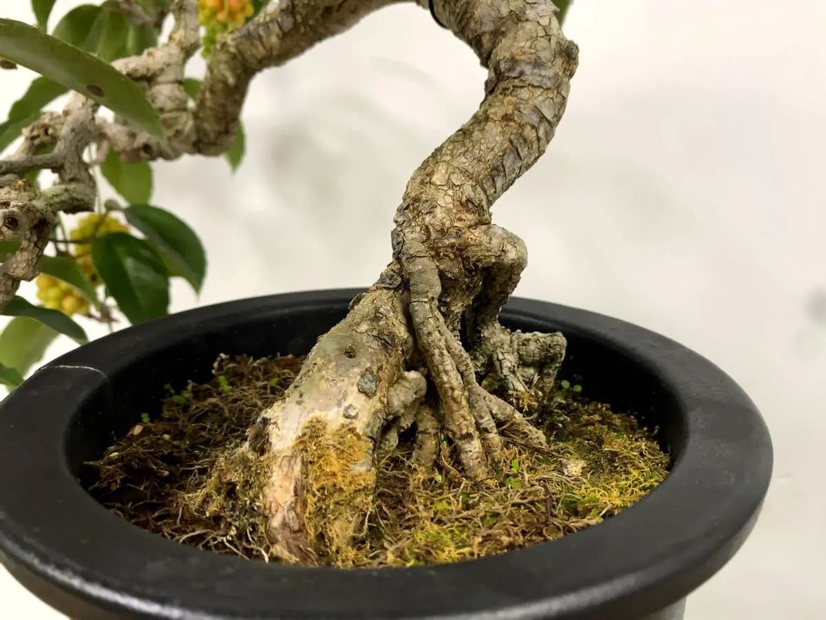 Kadsura japonica Canada Bonsai