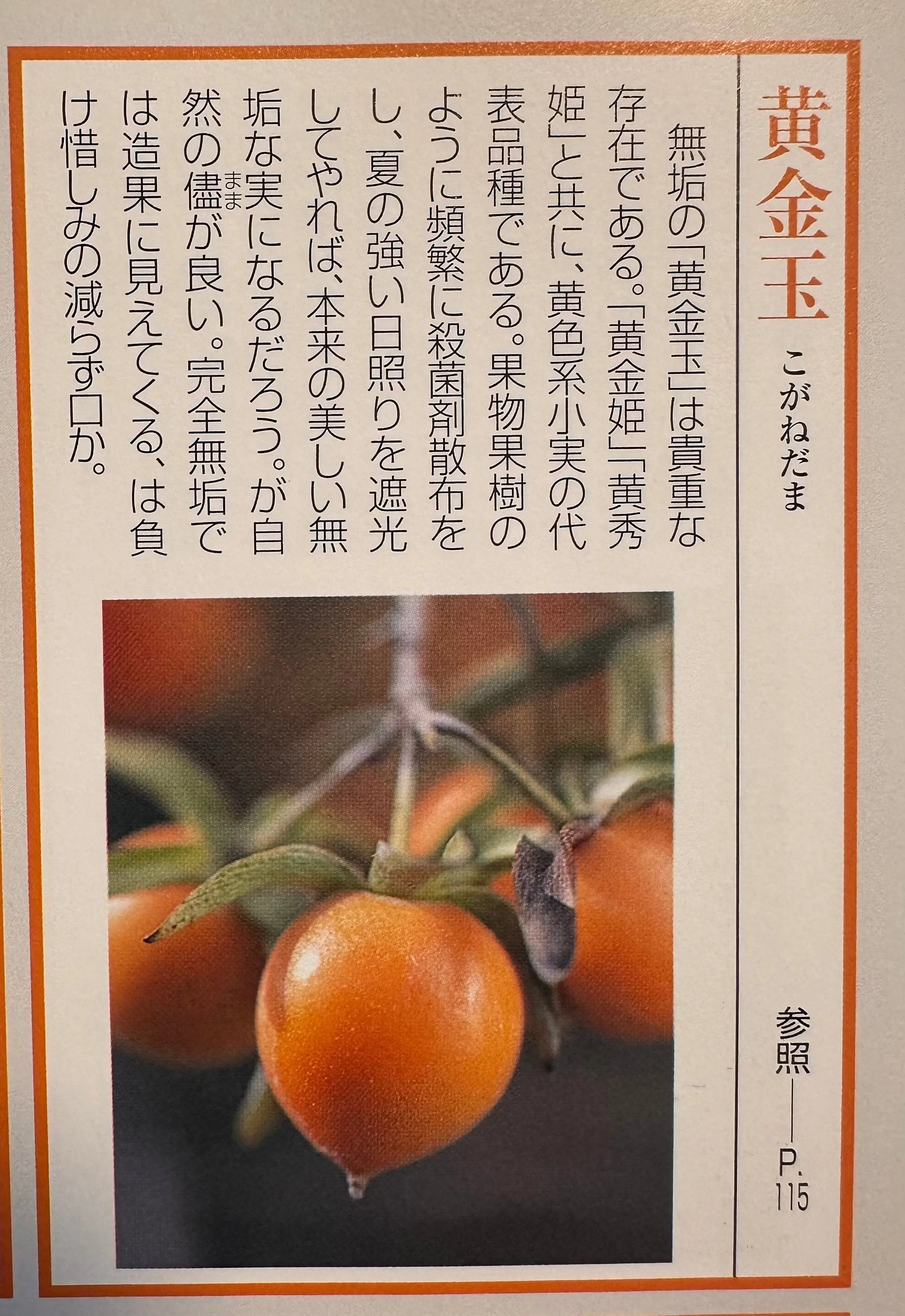 Diopsyros rhombifolia 'Koganedama' Canada Bonsai