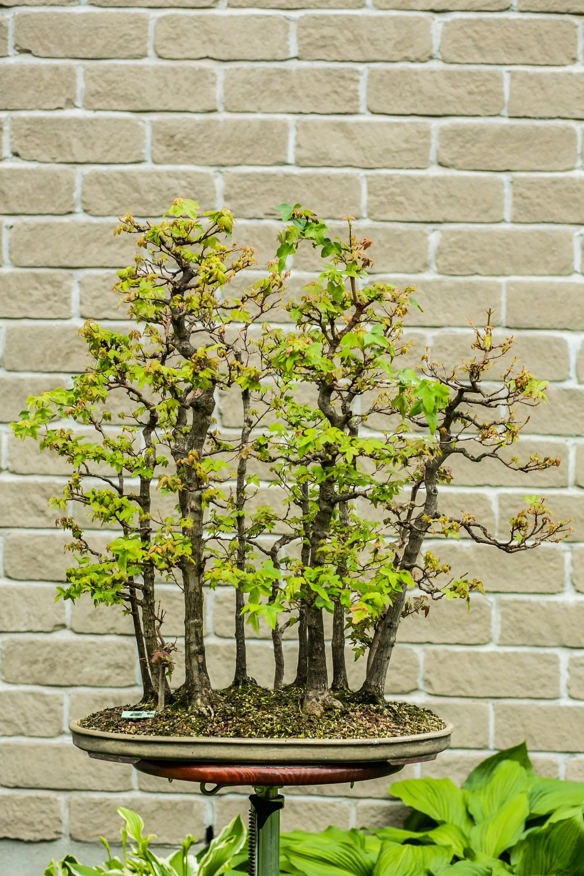 Acer buergerianum Canada Bonsai