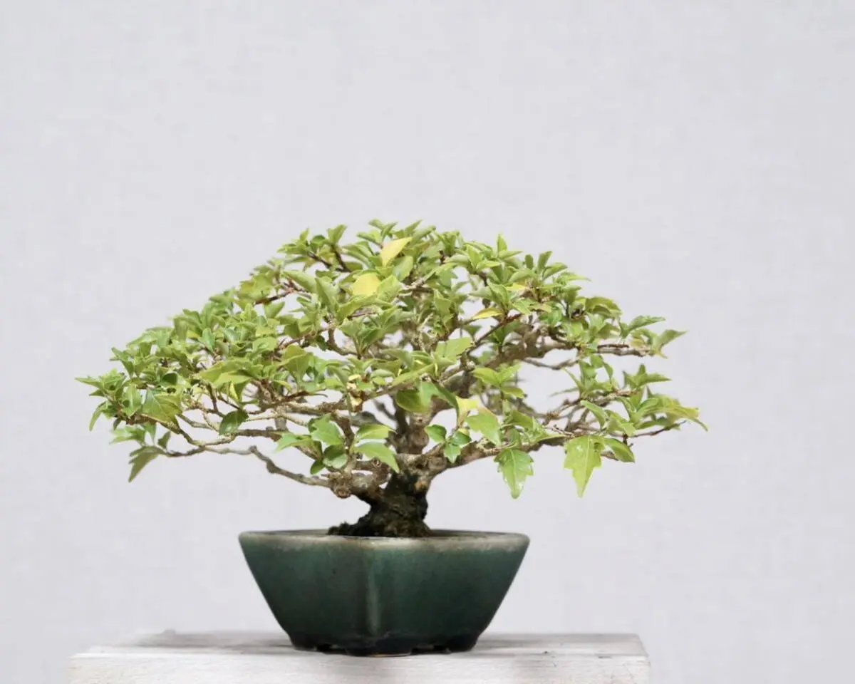 Premna japonica Canada Bonsai