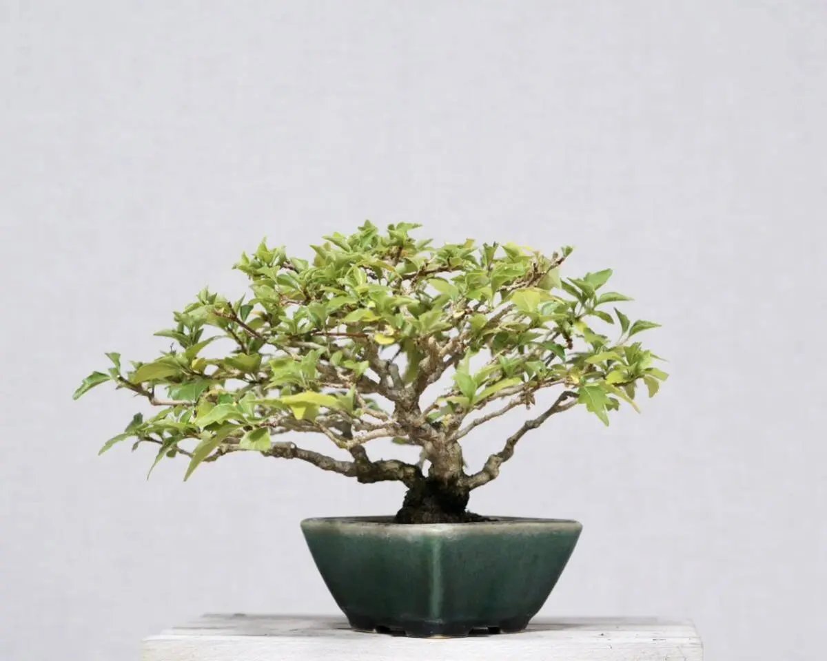 Premna japonica Canada Bonsai