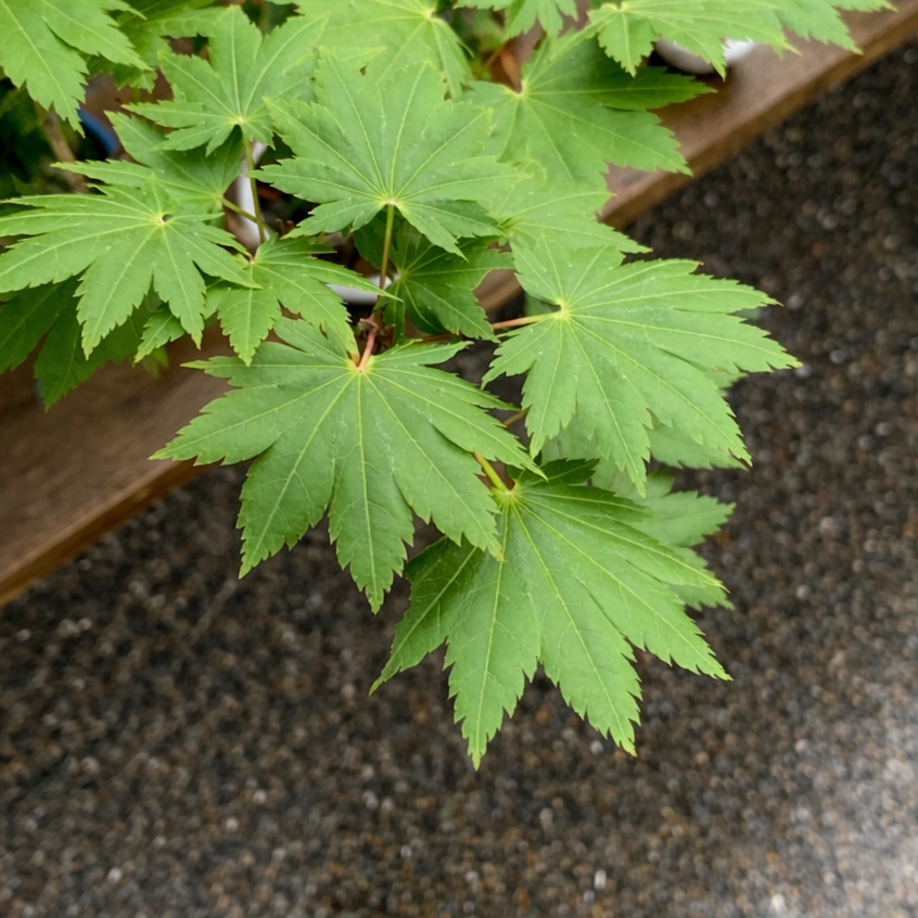 Acer tenuifolium 'Kohauchiwa' (3 units)