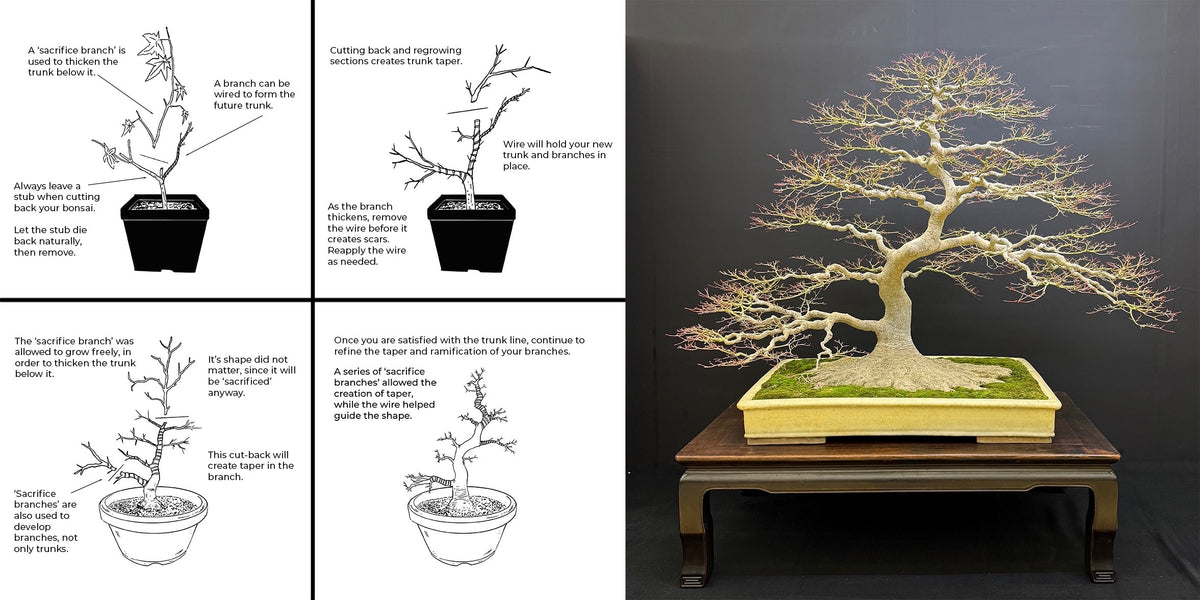 Japanese Maple