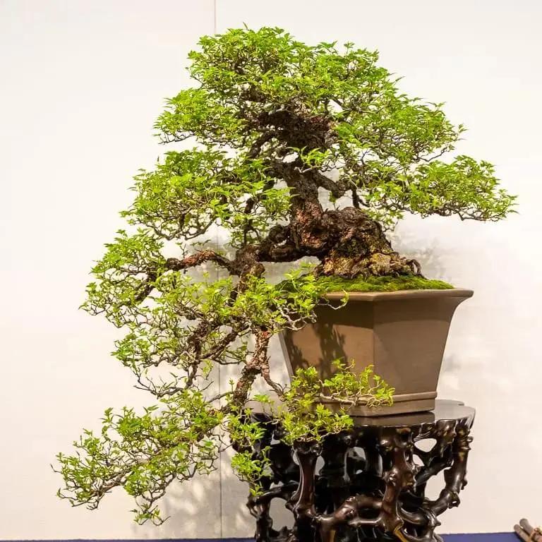 Rosa (white/pink) (small) Canada Bonsai