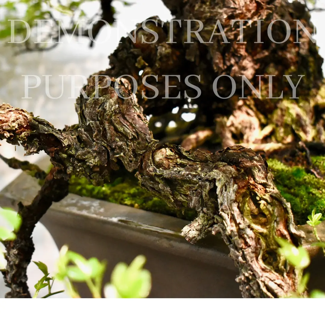 ROSE (white & pink) Canada Bonsai