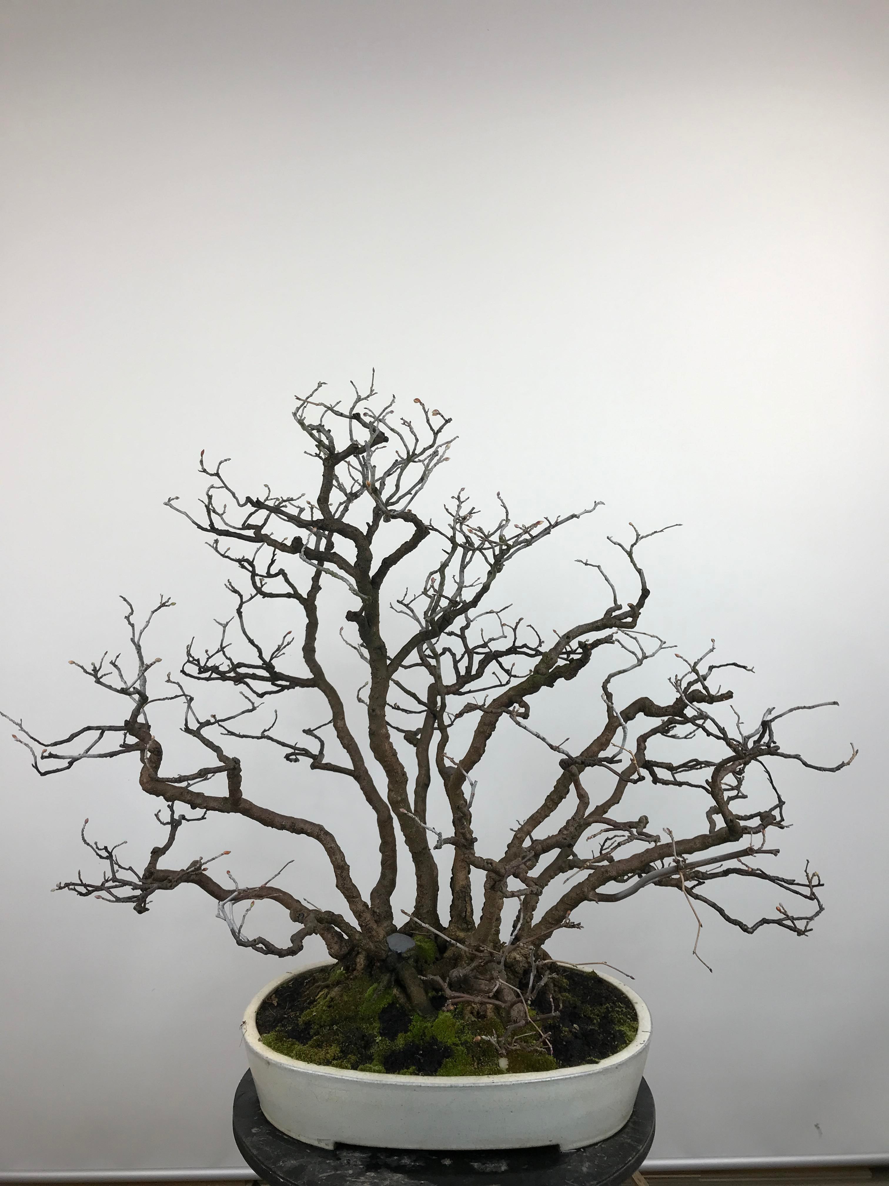 Corylopsis spicata