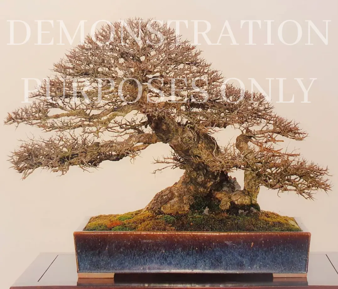 CHINESE ELM Canada Bonsai