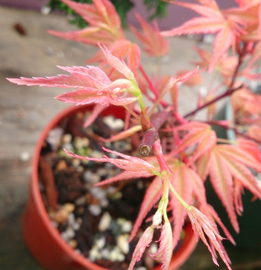 Acer palmatum 'Beni Chidori' (2026)