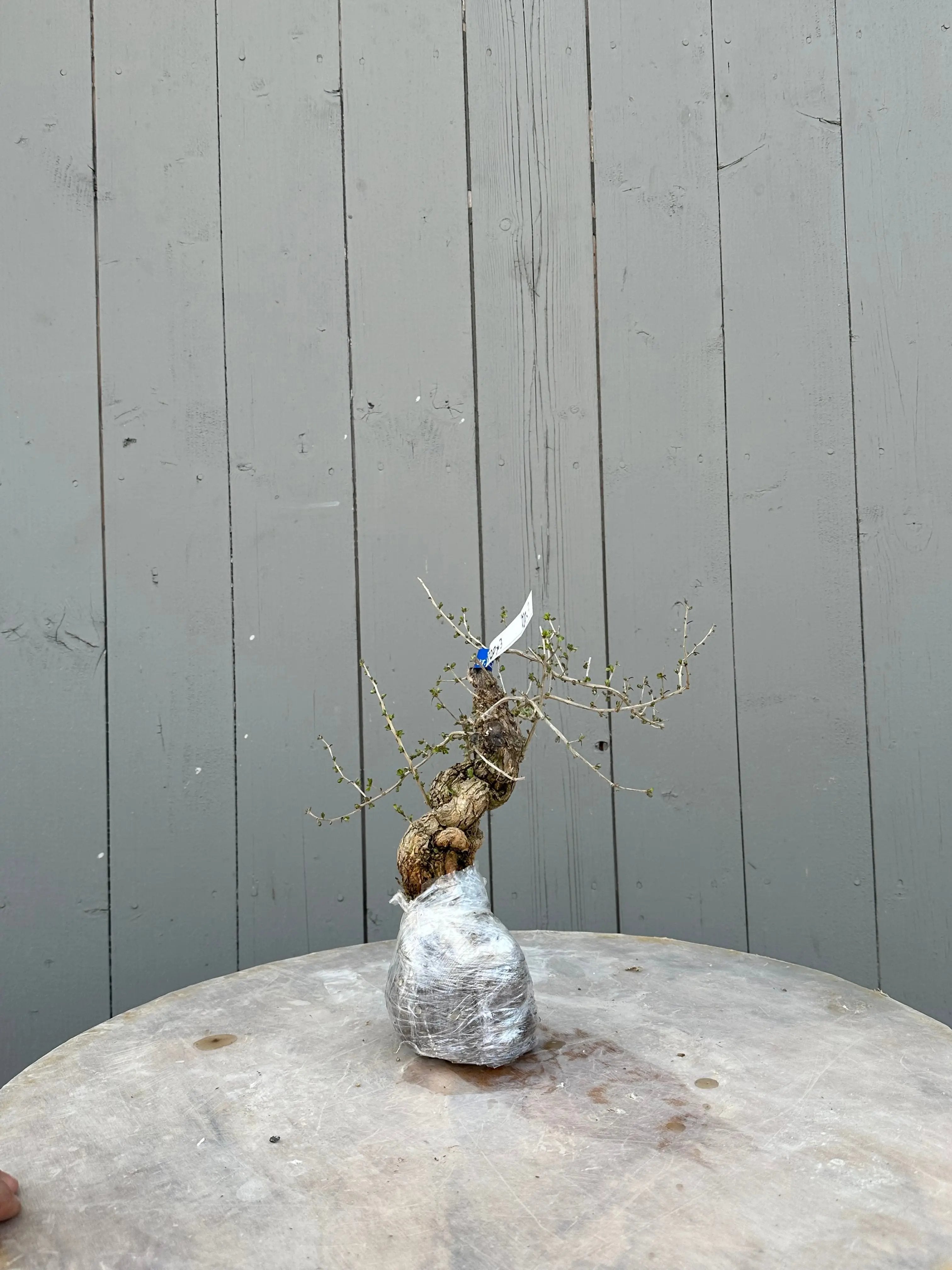 Lycium #3 Canada Bonsai