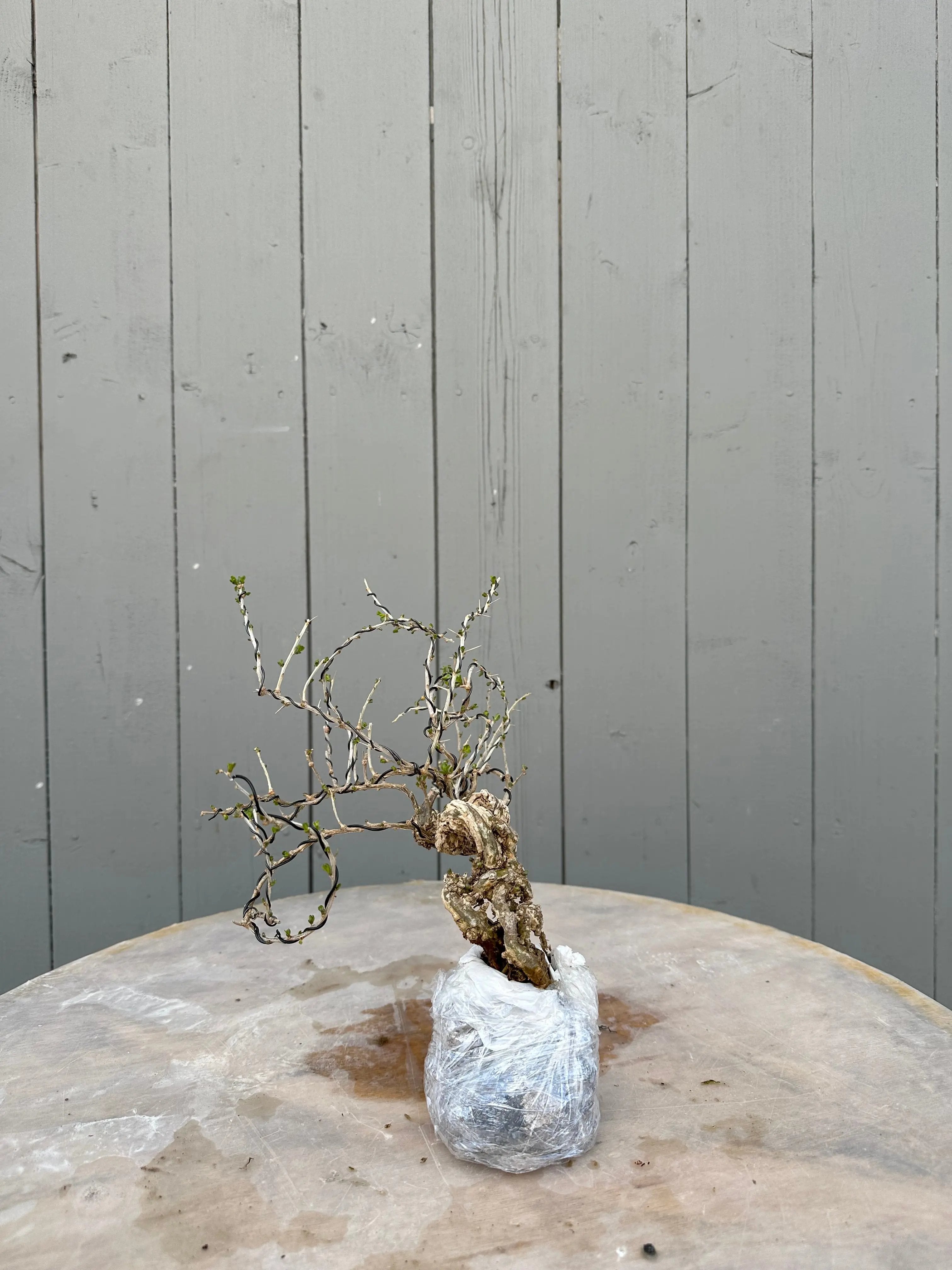 Lycium #4 Canada Bonsai