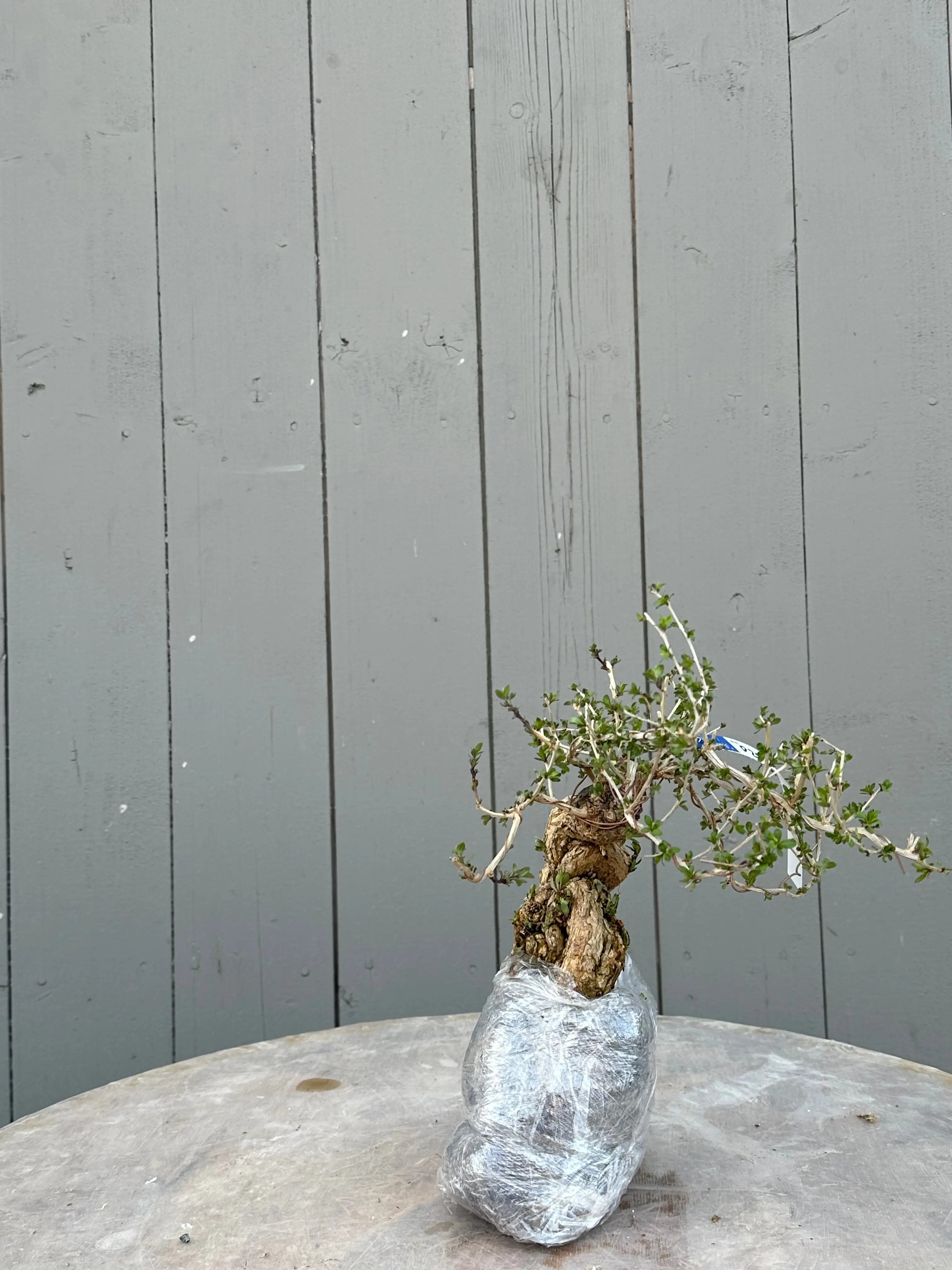 Lycium #5 Canada Bonsai