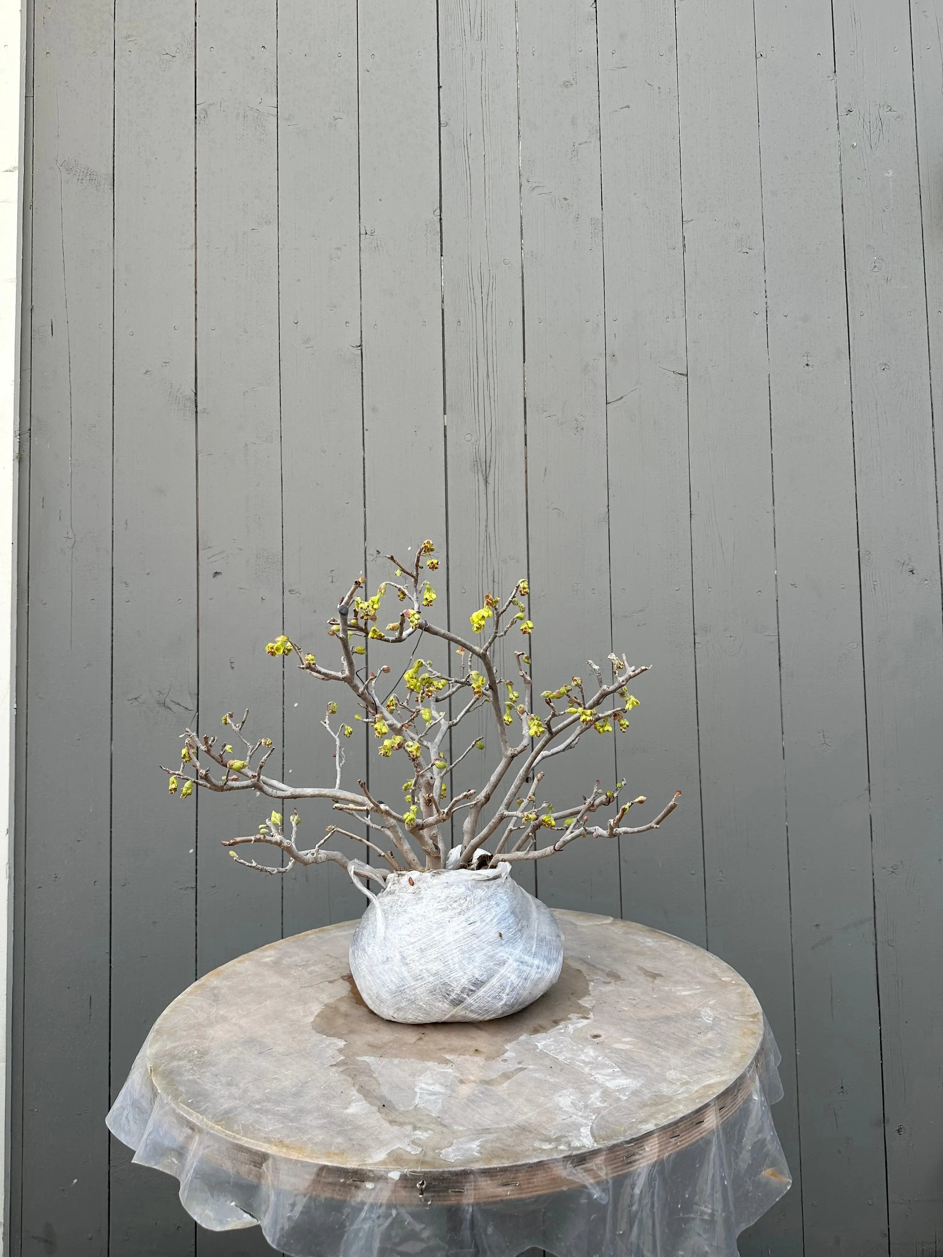 Corylopsis spicata Canada Bonsai