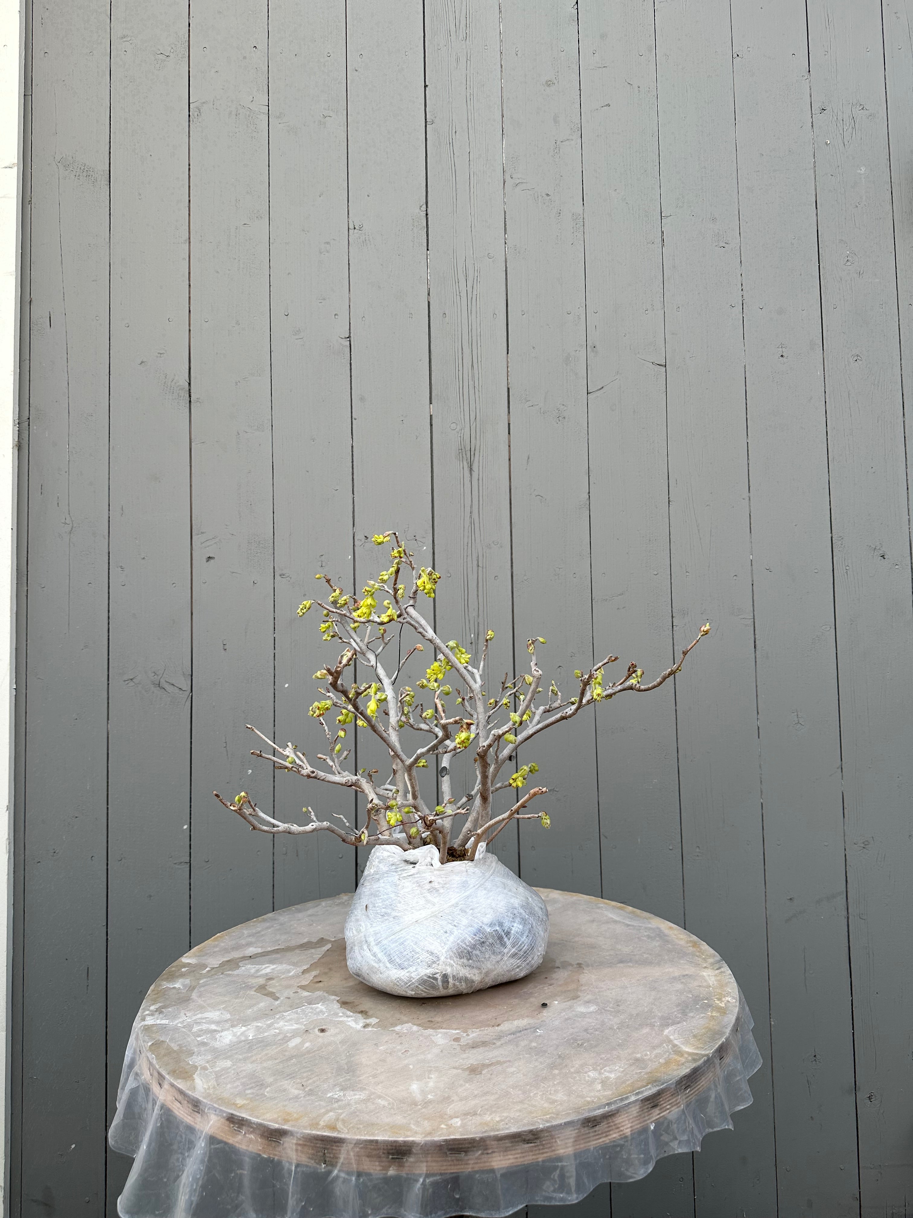 Corylopsis spicata