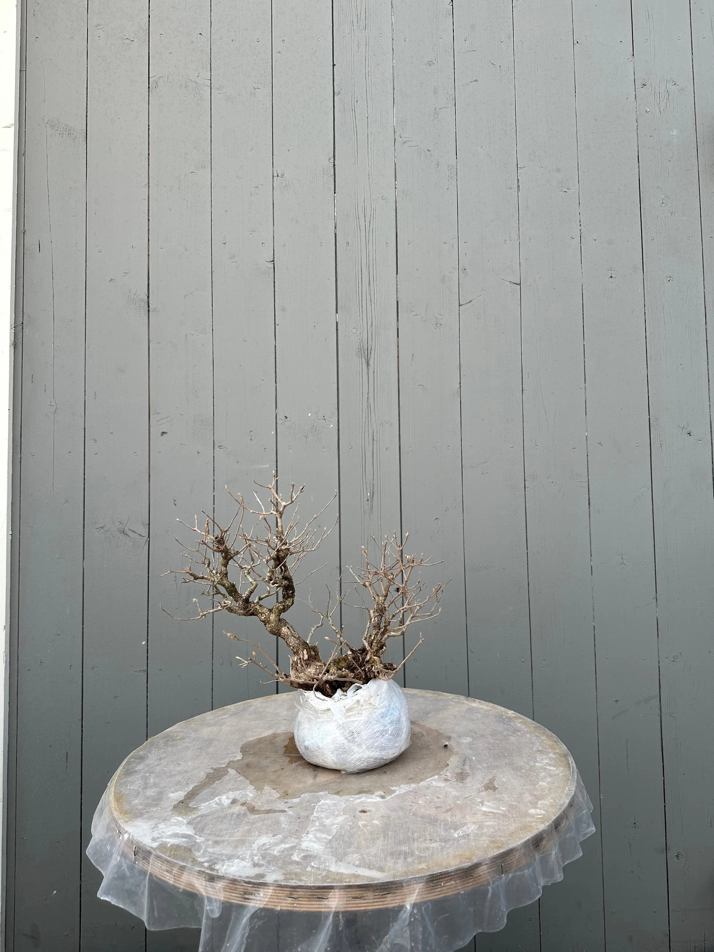 Callicarpa #11 Canada Bonsai