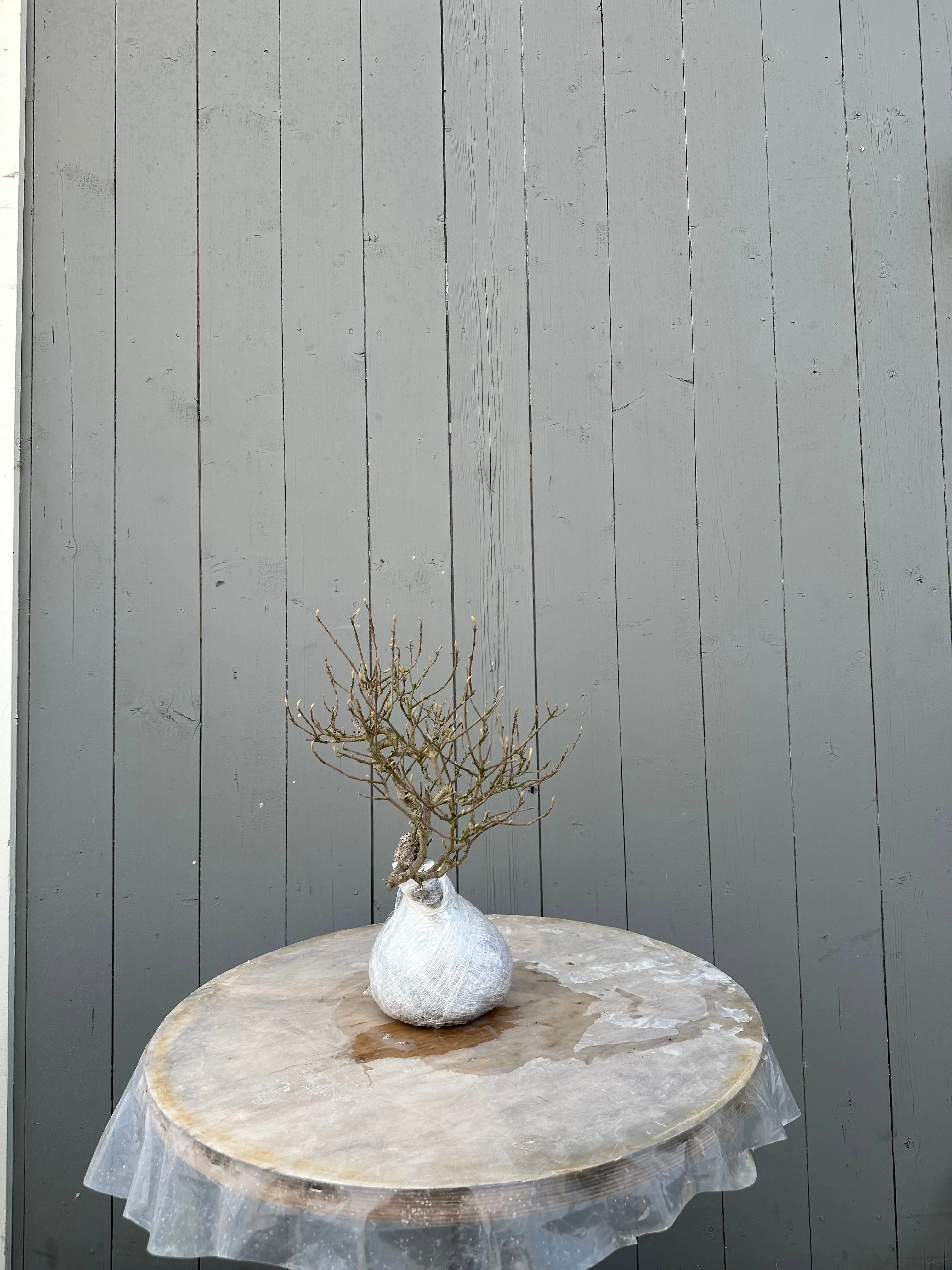 Callicarpa #12 Canada Bonsai