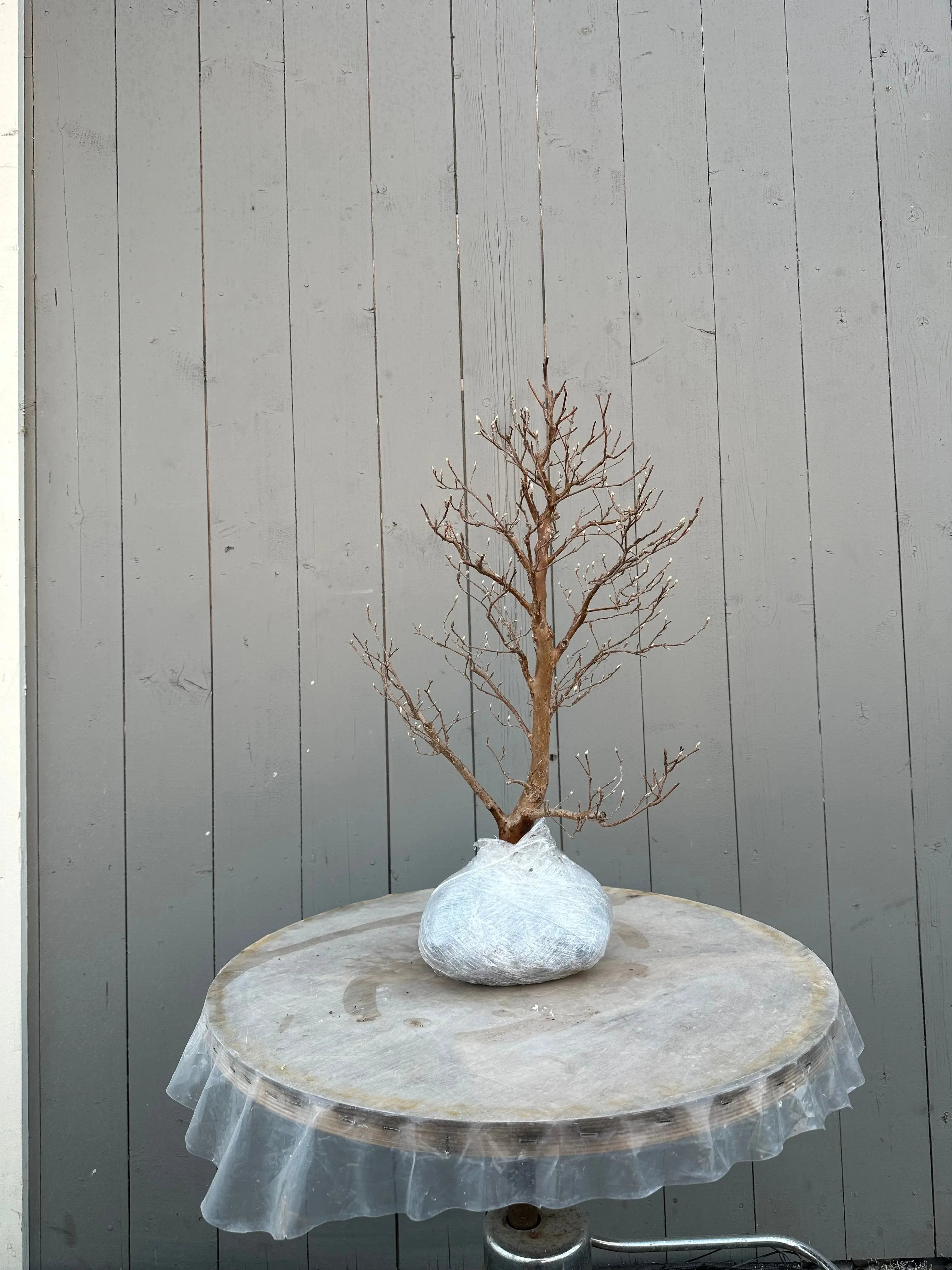 Stewartia #4 Canada Bonsai