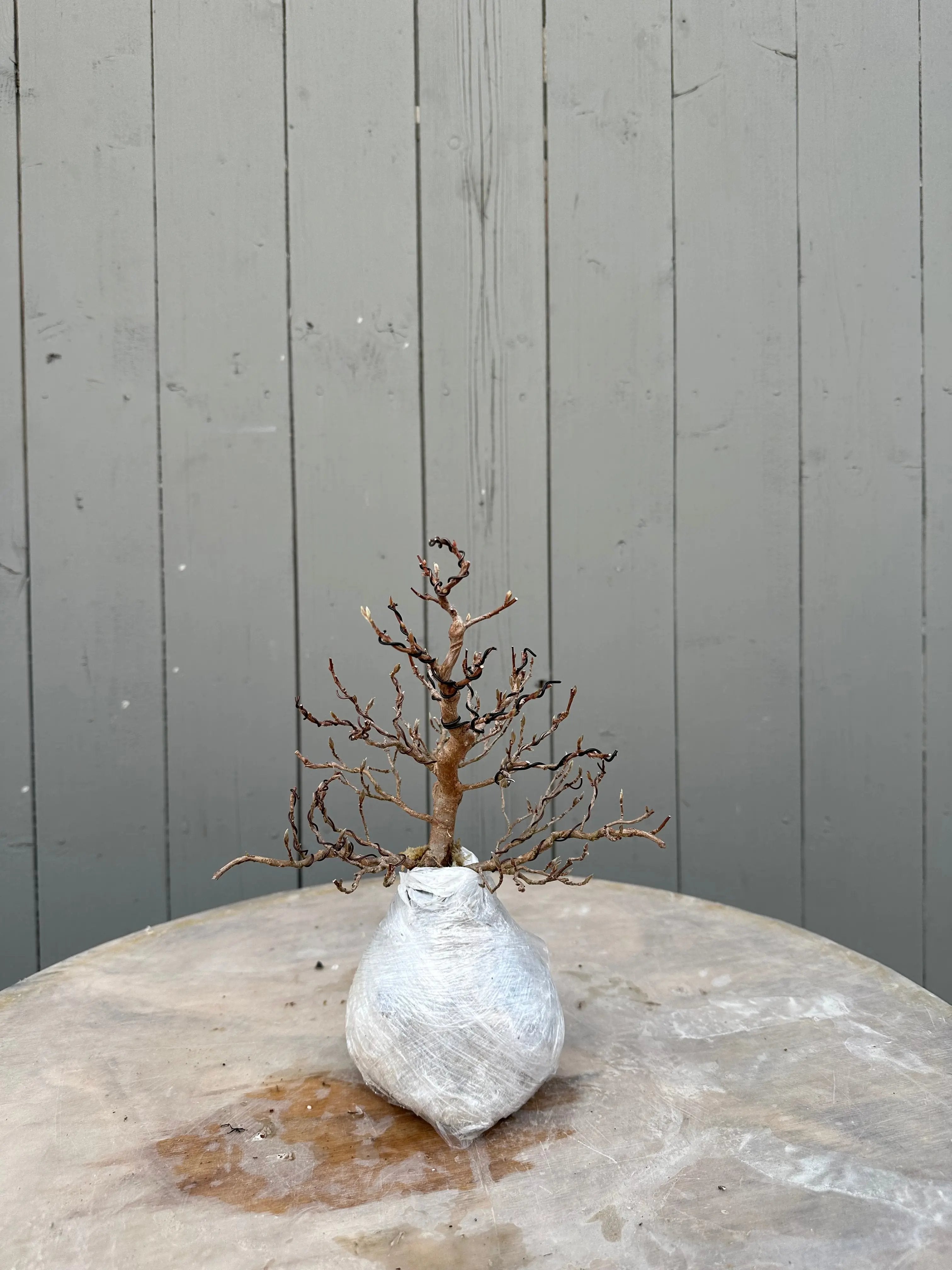 Stewartia #7 Canada Bonsai