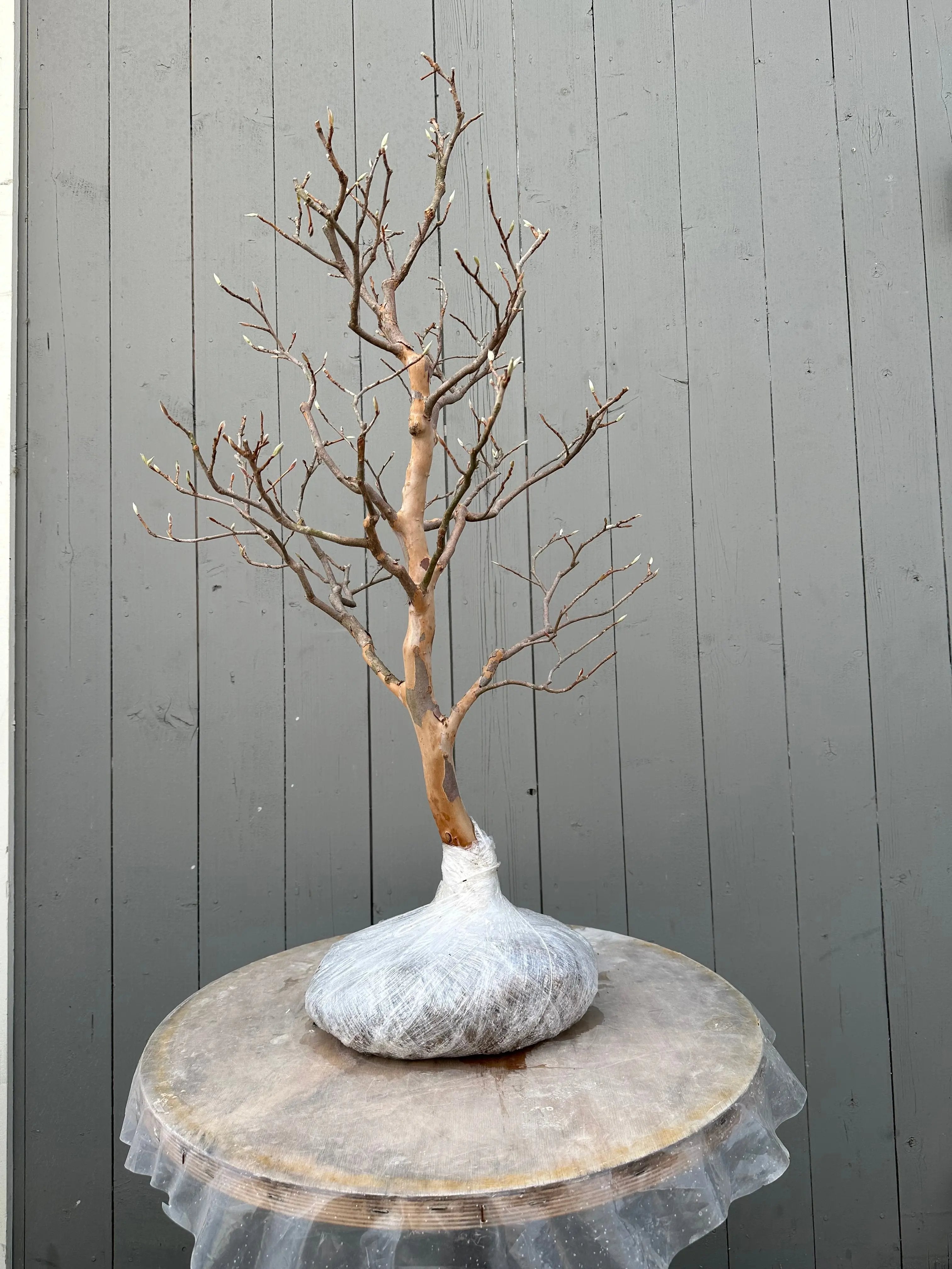 Stewartia pseudocamellia #1 Canada Bonsai