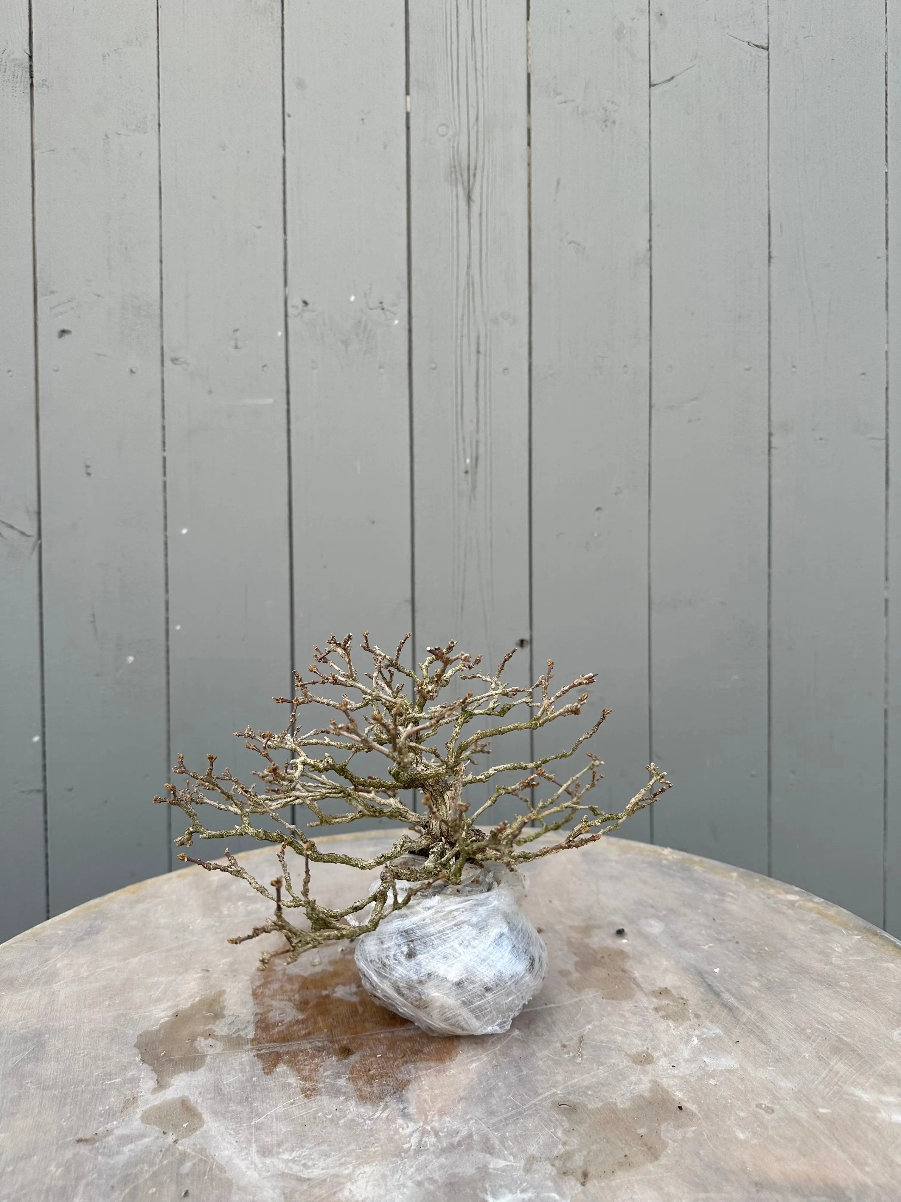 Premna japonica #2 Canada Bonsai