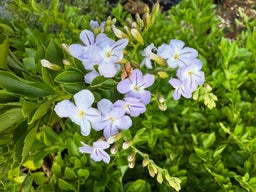 DURANTA repens