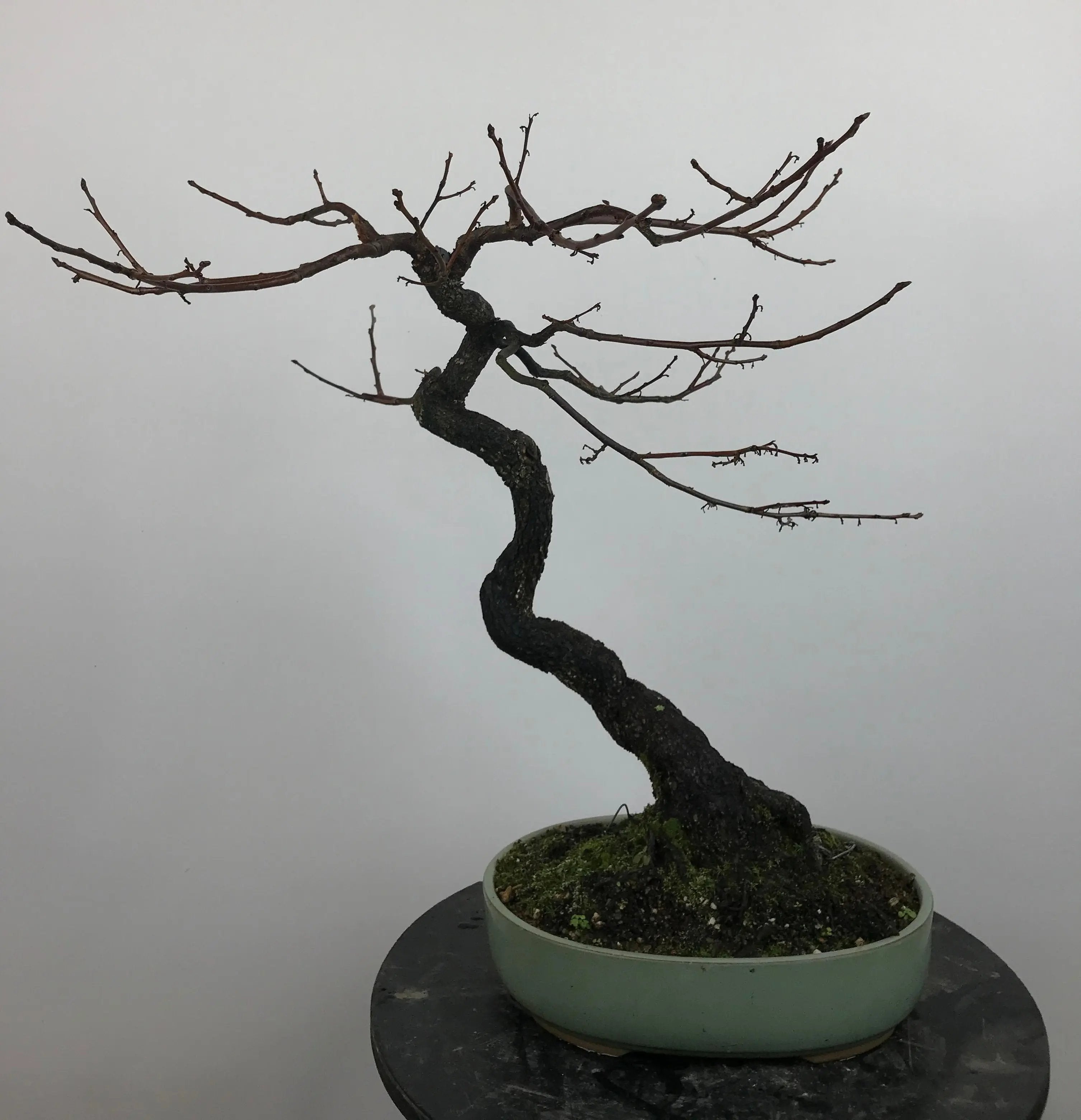Diospyros (wild) #1 Canada Bonsai