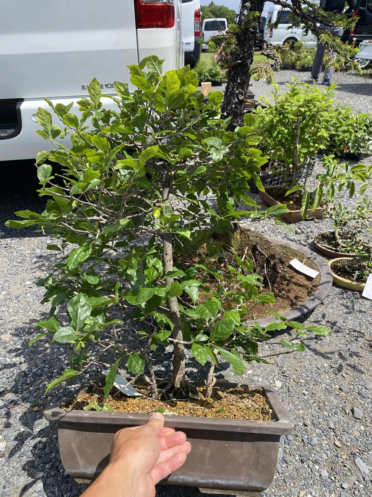 Diospyros rhombifolia Canada Bonsai