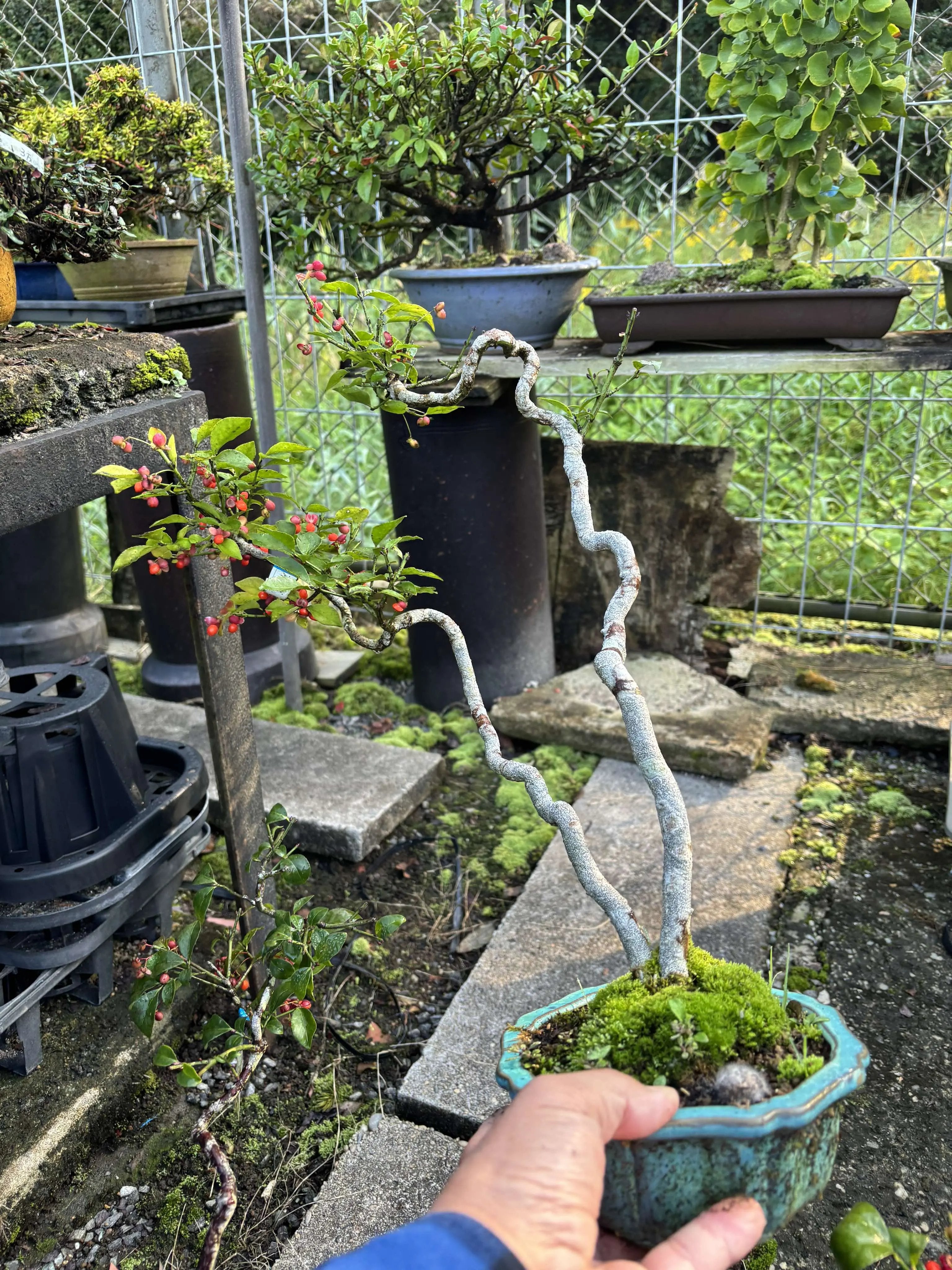 Euonymus Canada Bonsai