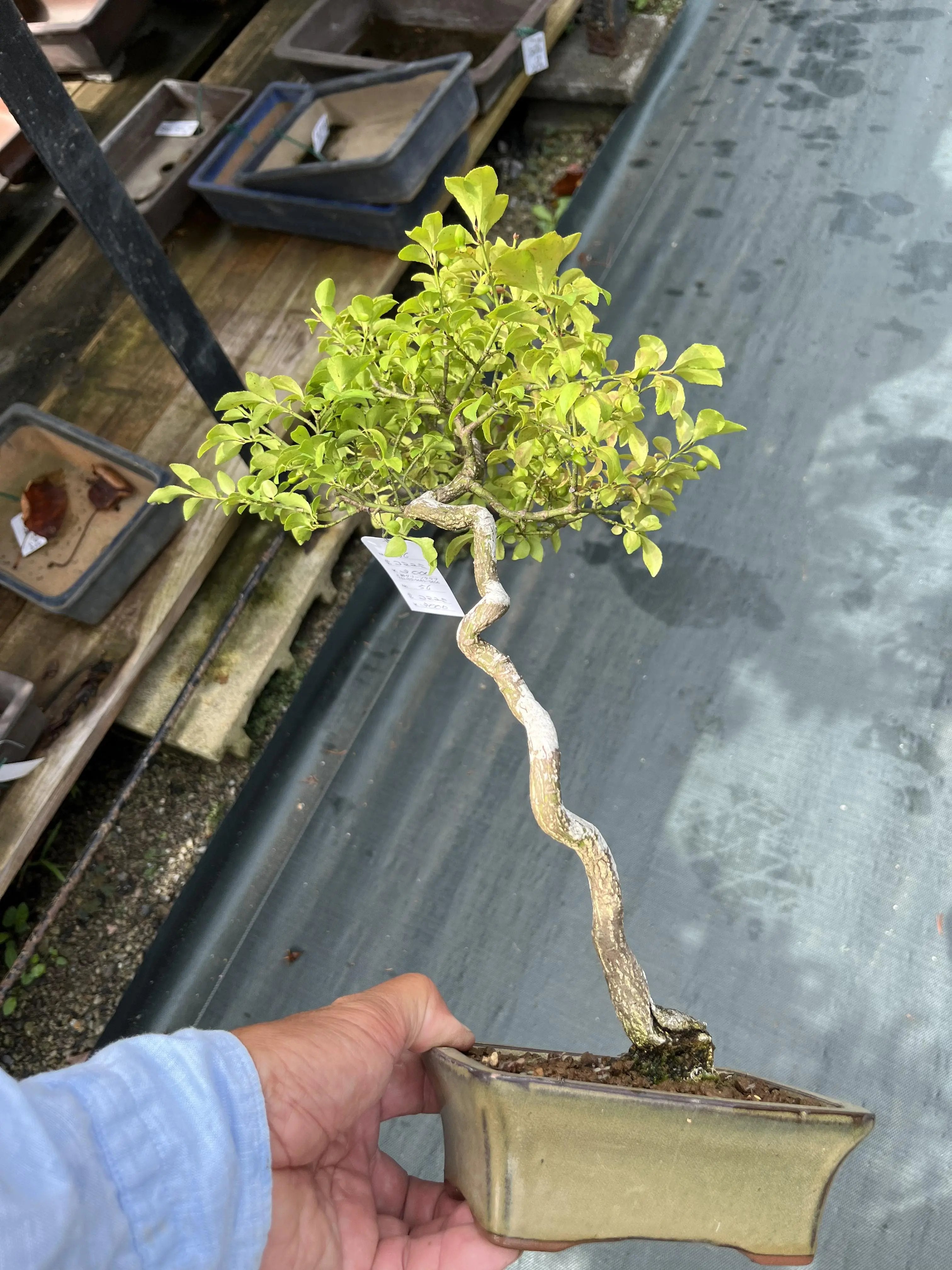 Euonymus Canada Bonsai