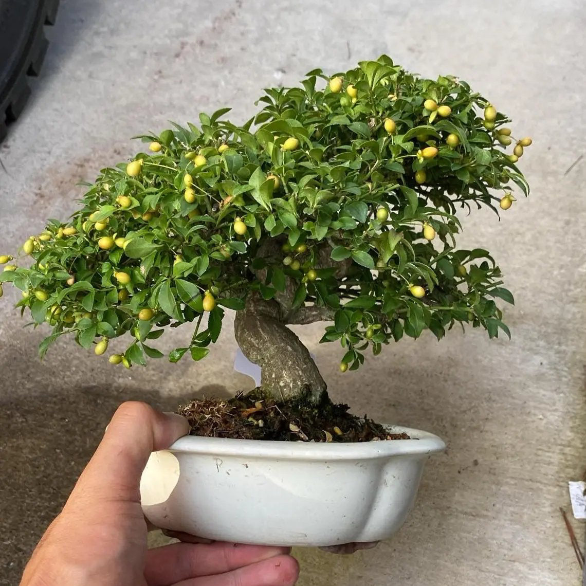 Euonymus Canada Bonsai