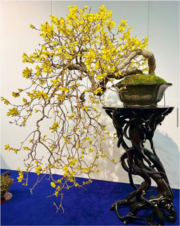FORSYTHIA