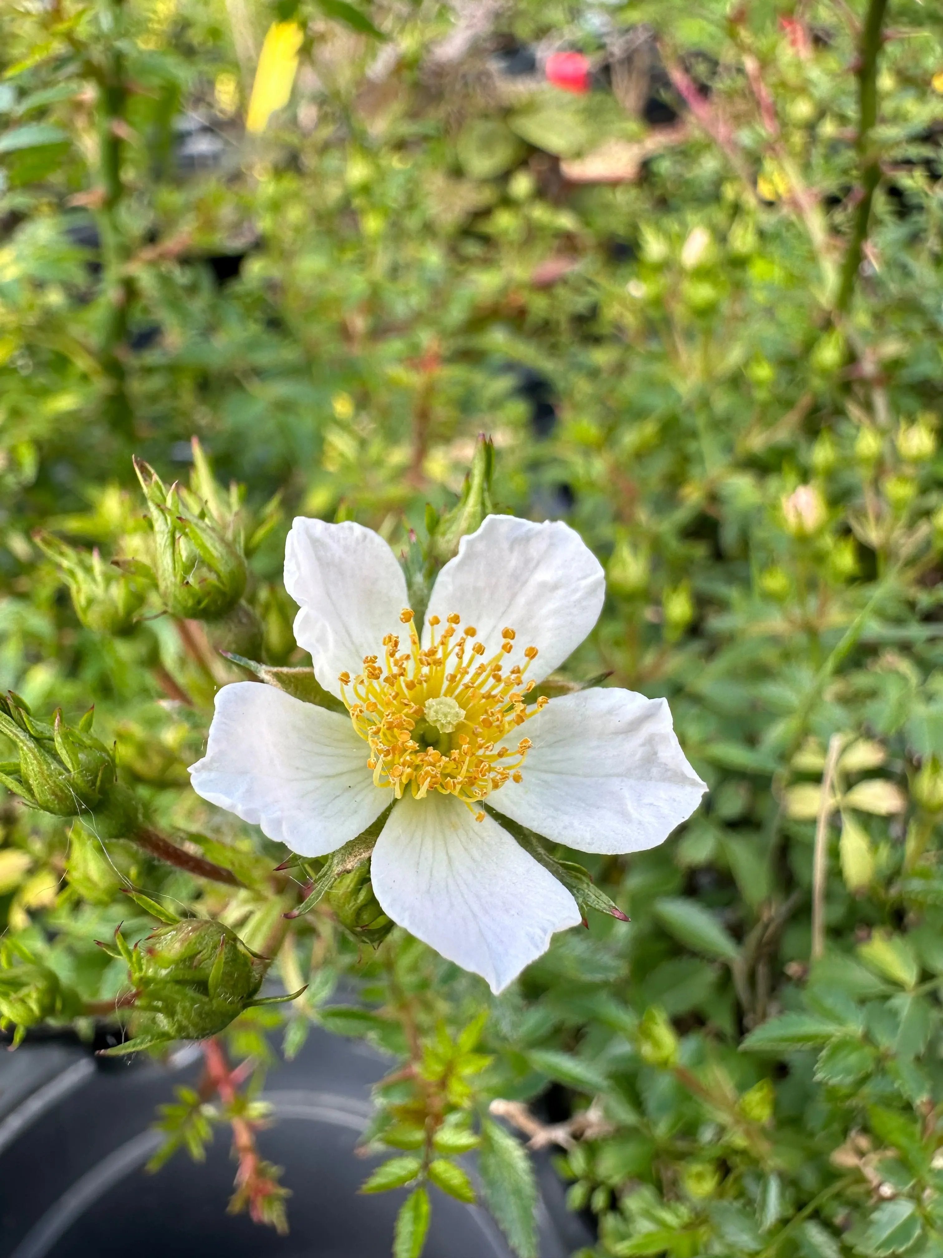 Rosa #3 Canada Bonsai