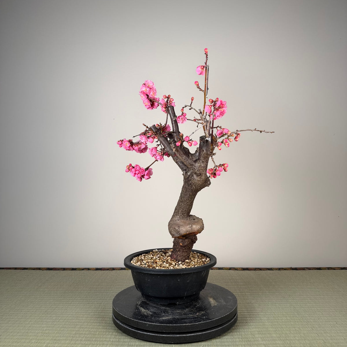 Prunus mume 'Fēnghòu'