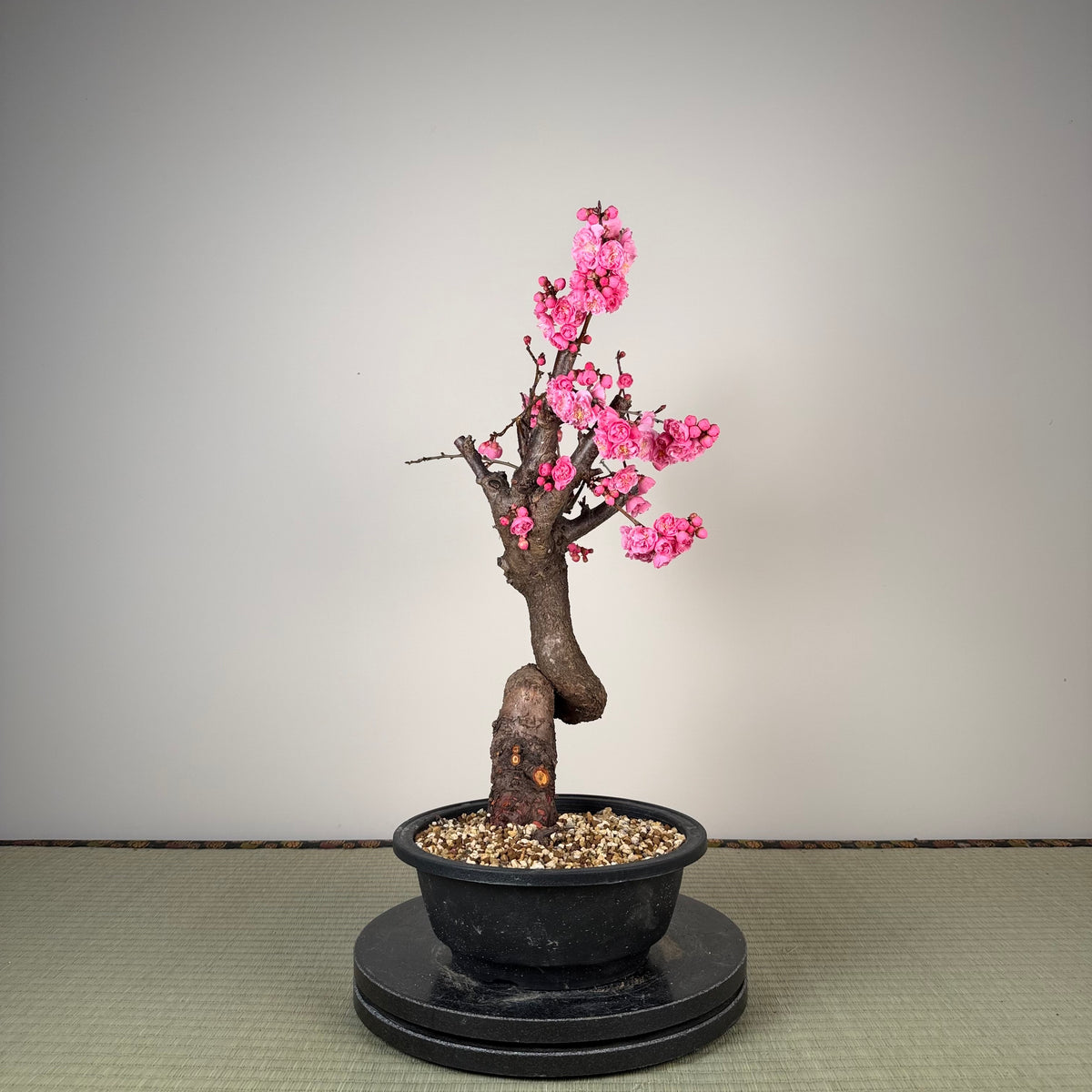 Prunus mume 'Fēnghòu'